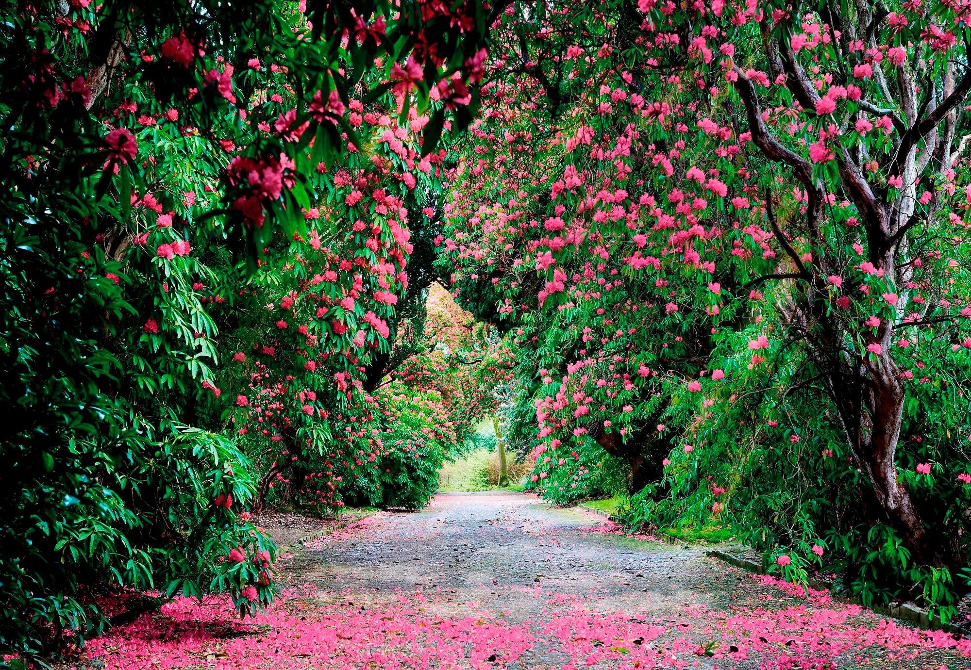 Komar Fototapete Wicklow Park, 368x254 cm (Breite x Höhe), inklusive  Kleister