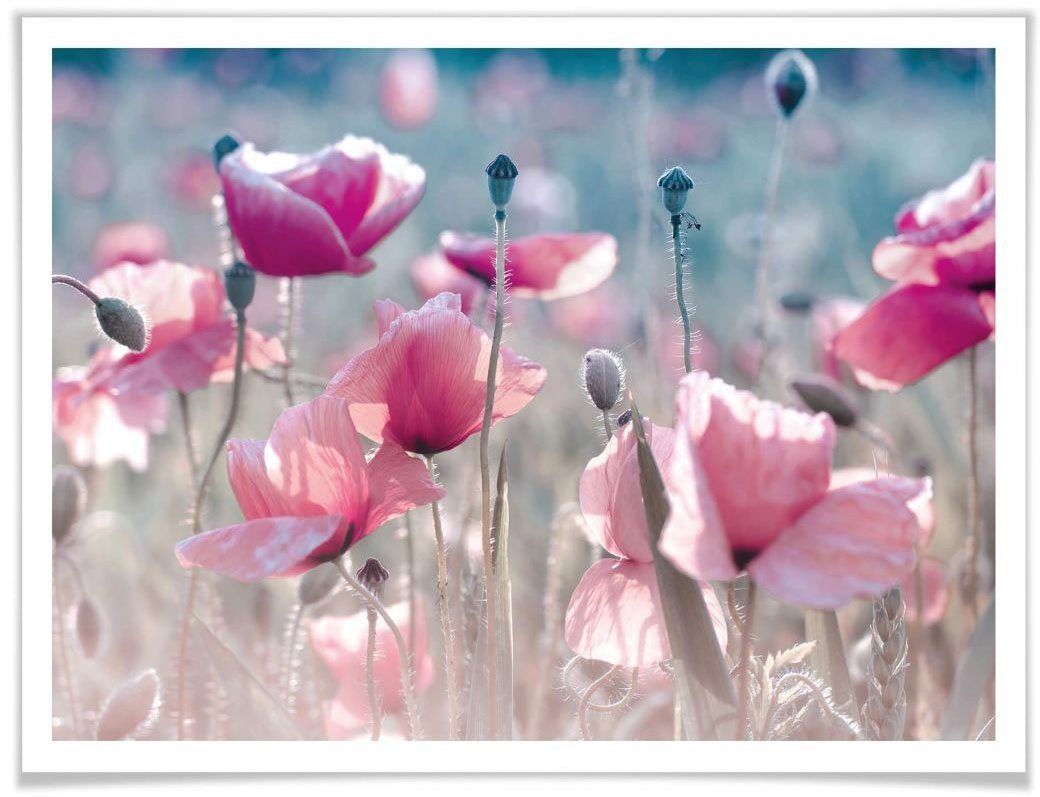 Poster Mohnblumen Blumen Wiese, St) (1 Wall-Art