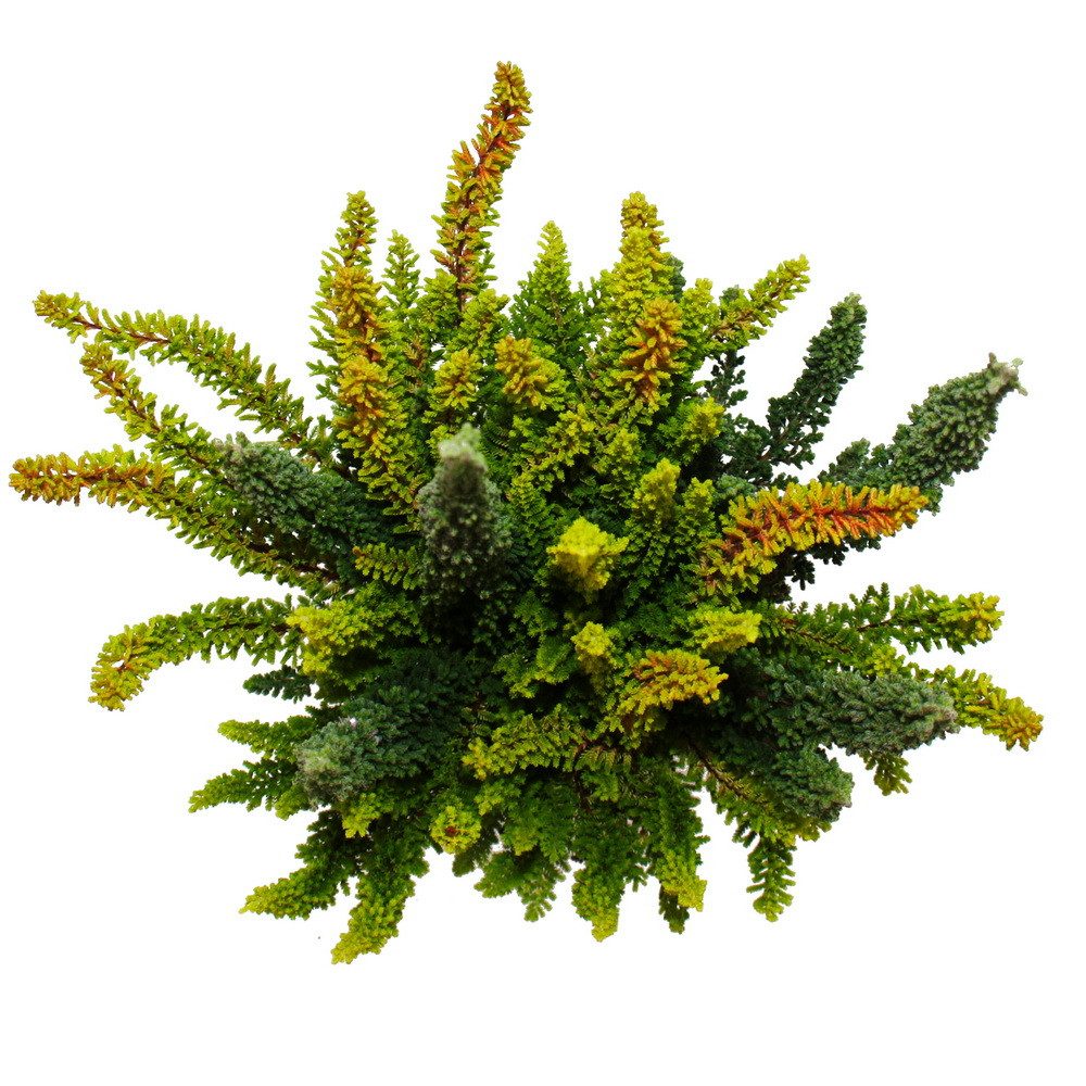 Exotenherz Beetpflanze Mehrfarbige Calluna vulgaris 3er Set Besenheide winterhart 11cm Topf – Bild 2 von 3