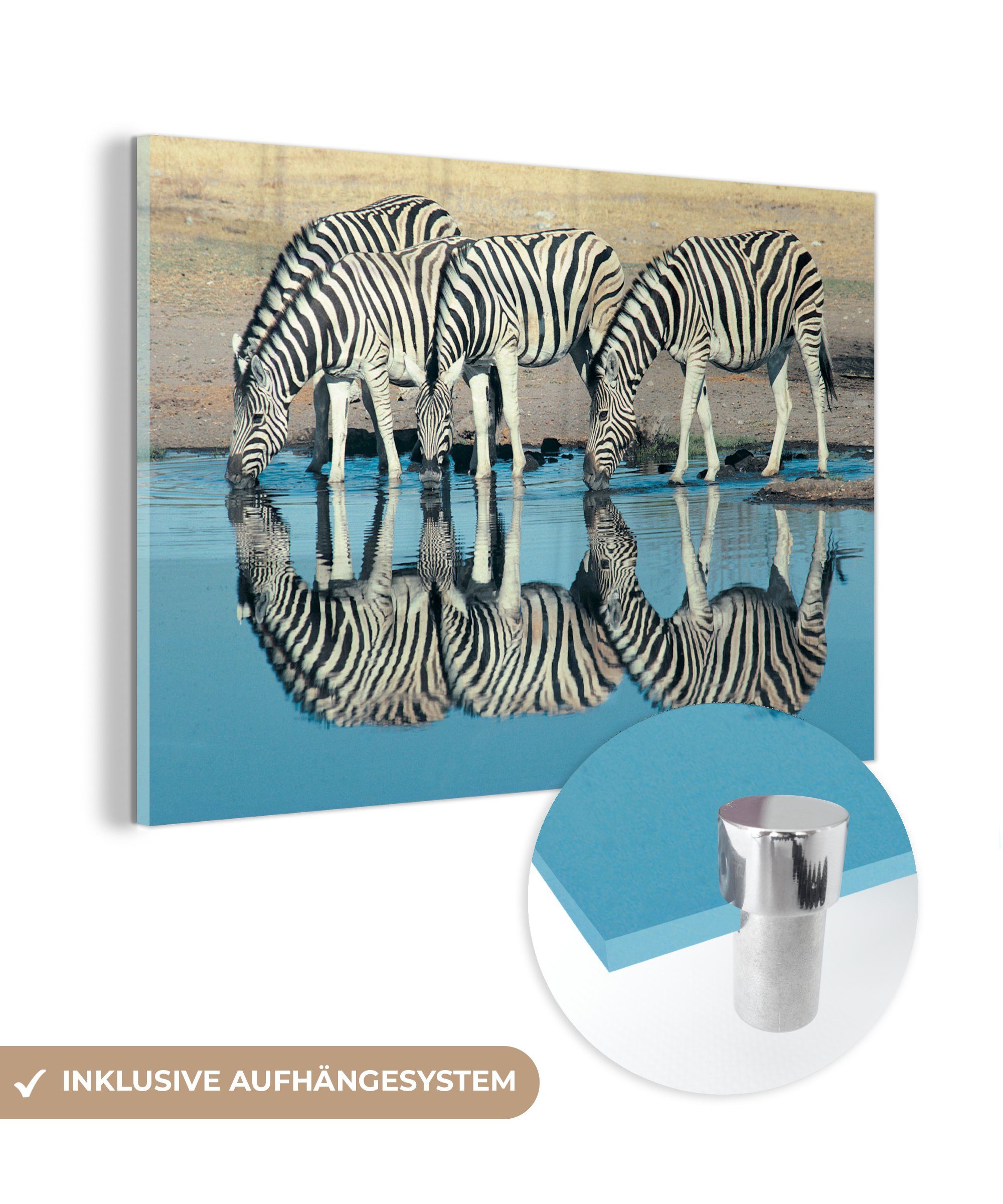 MuchoWow Acrylglasbild Zebra trinken, (1 St), Acrylglasbilder Wohnzimmer & Schlafzimmer