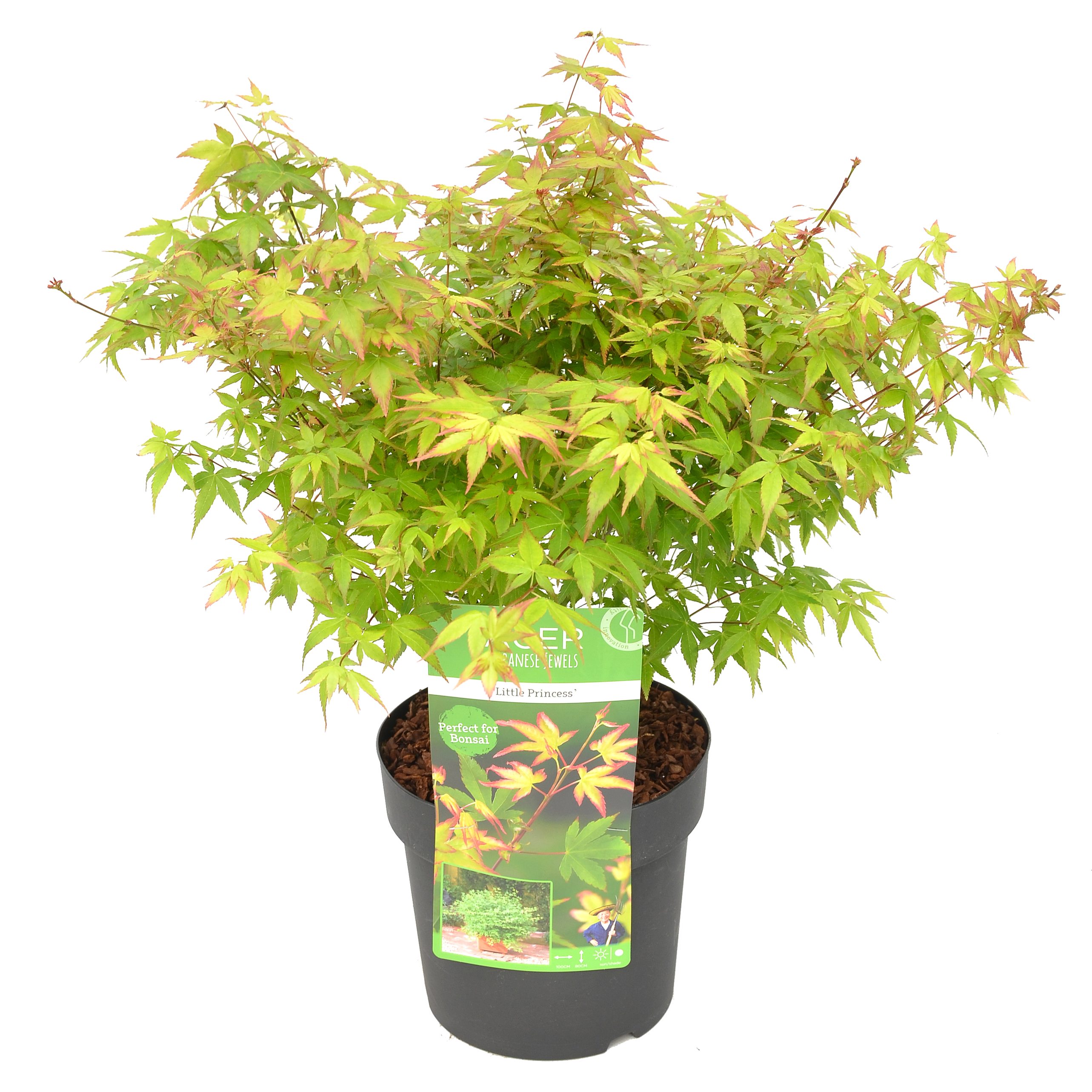 Bloomique Zierstrauch Bloomique - Acer Palmatum Little Princess - Japanischer Ahorn - Garten, 1 St.