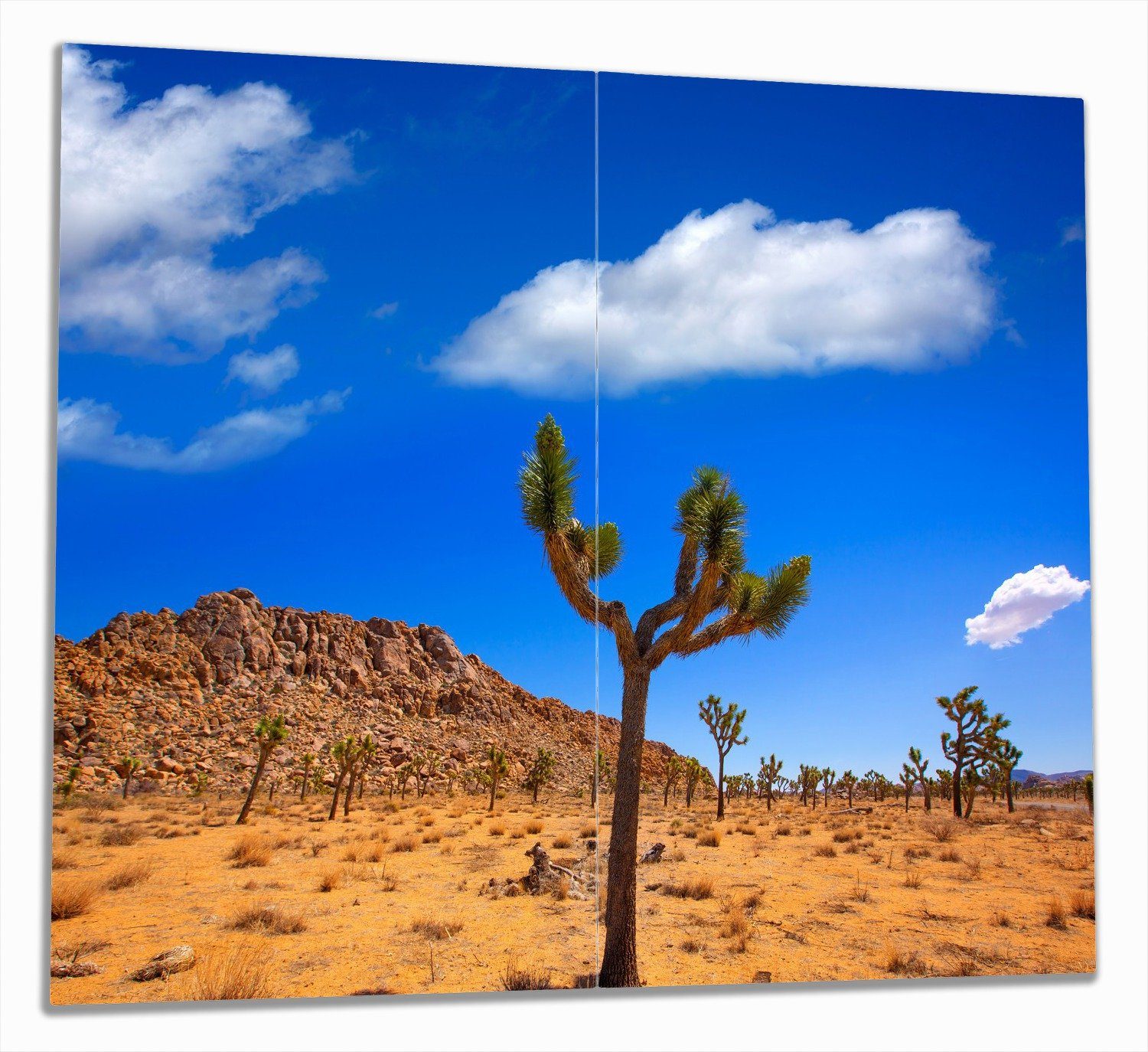 Wallario Herd-Abdeckplatte Palmlilie im Nationalpark Yucca Valley  Wüstenlandschaft, ESG-Sicherheitsglas, (Glasplatte, 2 tlg., inkl. 5mm Noppen), verschiedene Größen