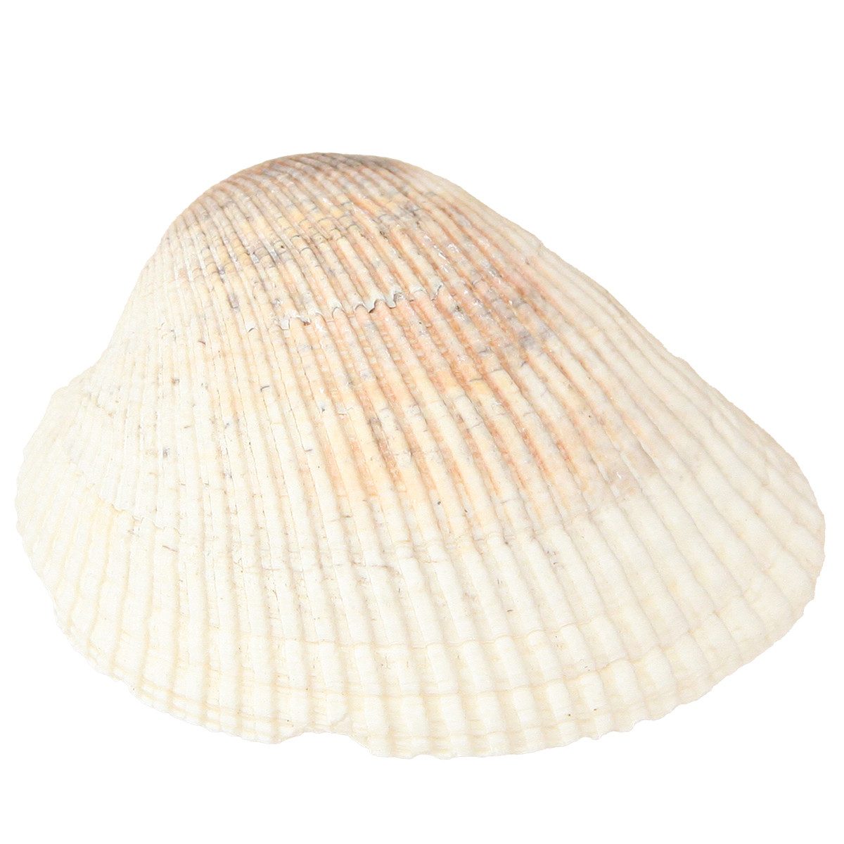 Posiwio Bastelnaturmaterial Maritime Deko Muscheln für kreative Gestaltung und