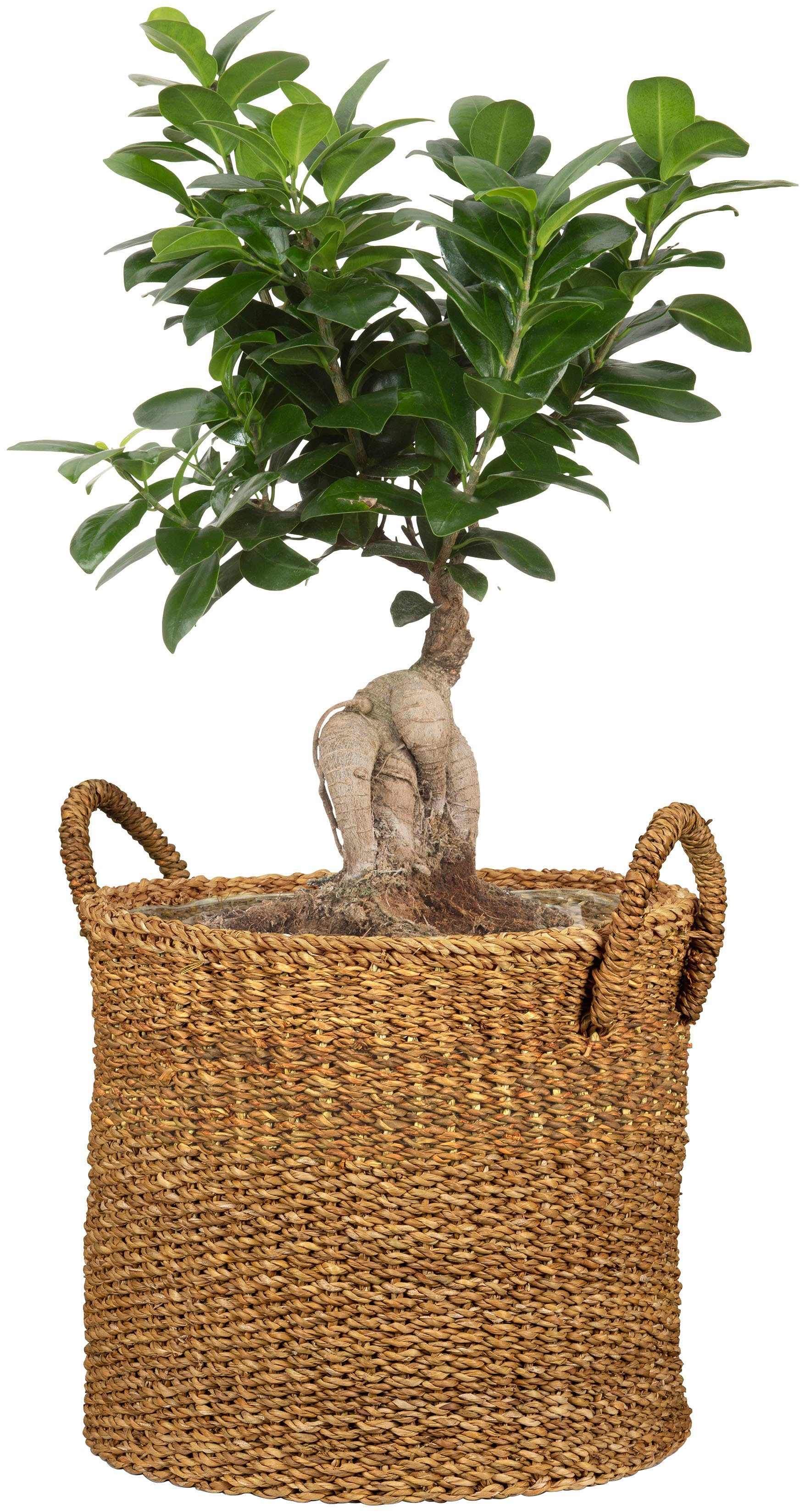 Scheurich Blumentopf nut 23/516