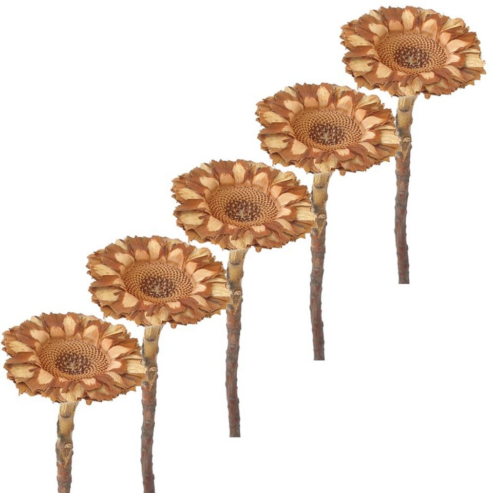 Kunstblume Trockenblumen Protea 5er Set Strauß Herbstdeko natur 6,5 cm  Protea, matches21 HOME & HOBBY, Höhe 6.5 cm