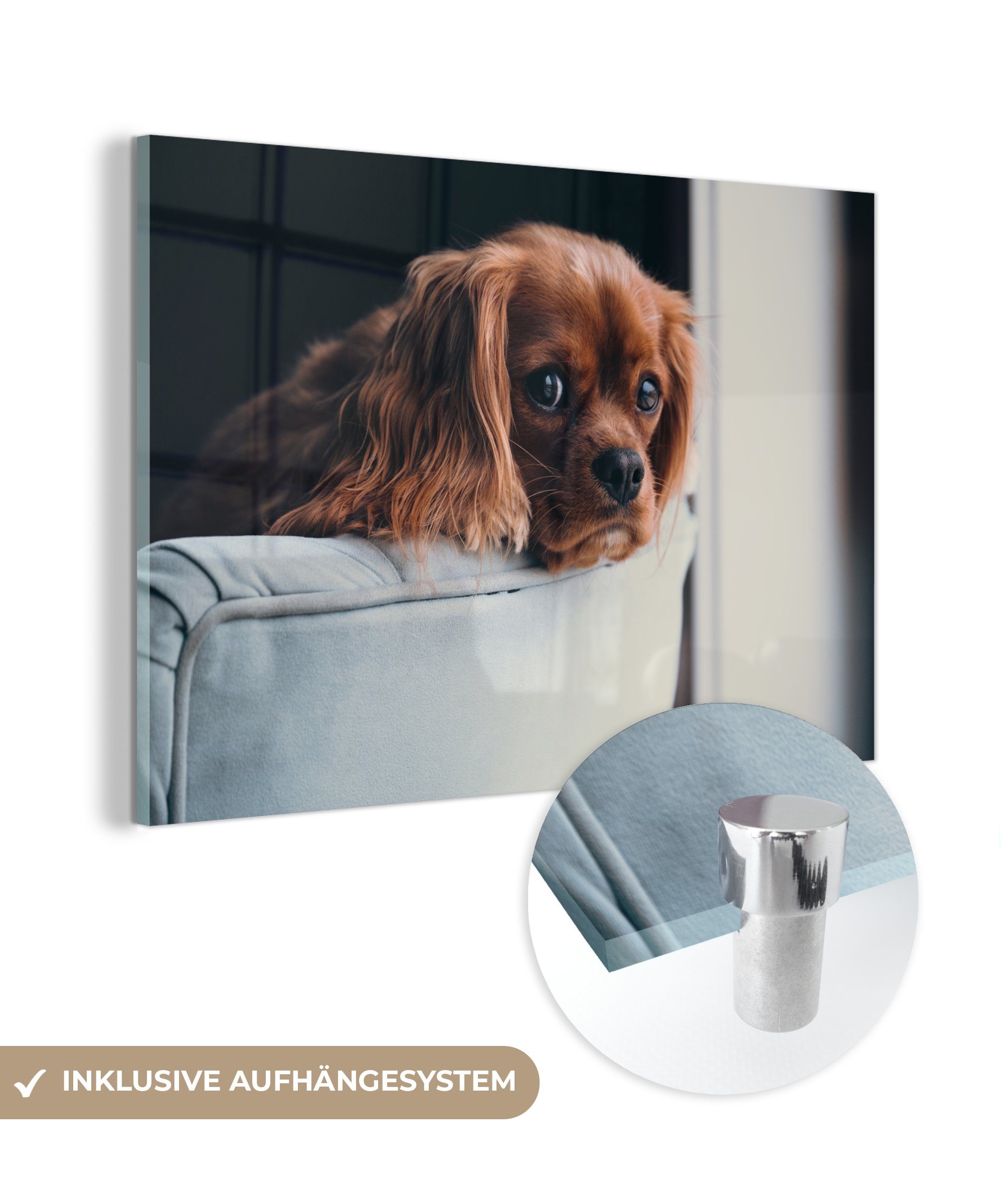 MuchoWow Wohnzimmer Schlafzimmer Acrylglasbilder Kopf, St), Acrylglasbild Hund - - Stuhl & (1