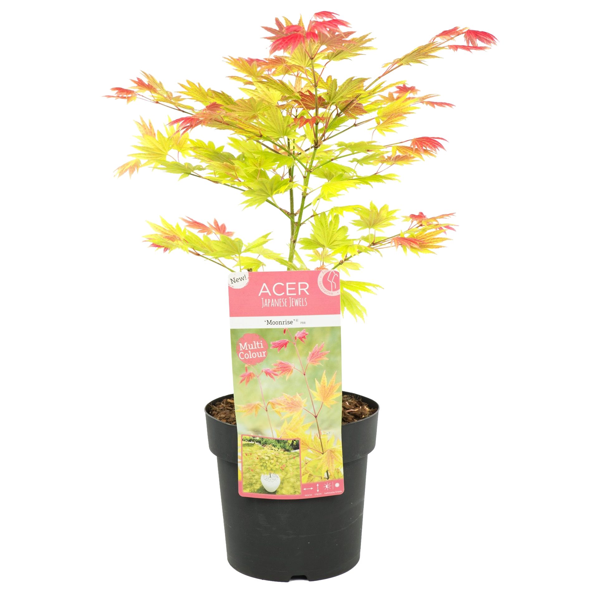 Bloomique Zierstrauch Bloomique - Acer Shirasawanum Moonrise - Japanischer Ahorn - Gartenpfl, 1 St.