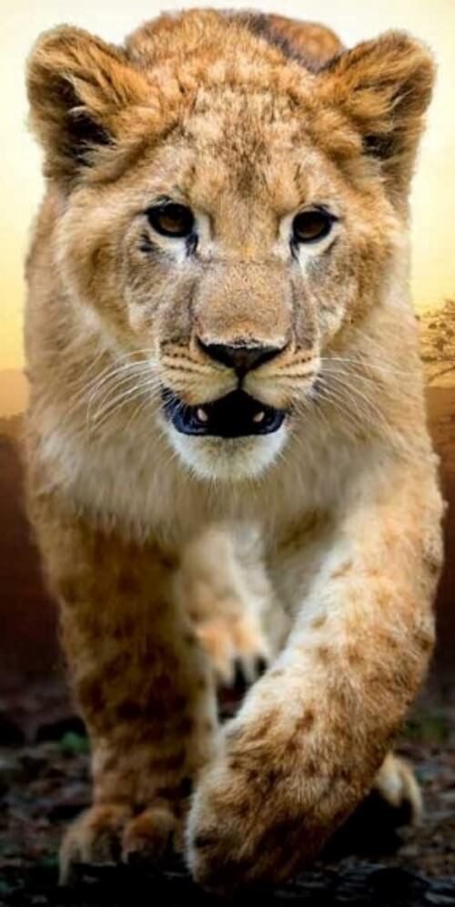 Carbotex Bettwäsche Löwe - Wende-Bettwäsche-Set, Raubkatze 135x200 & 80x80, günstig online kaufen