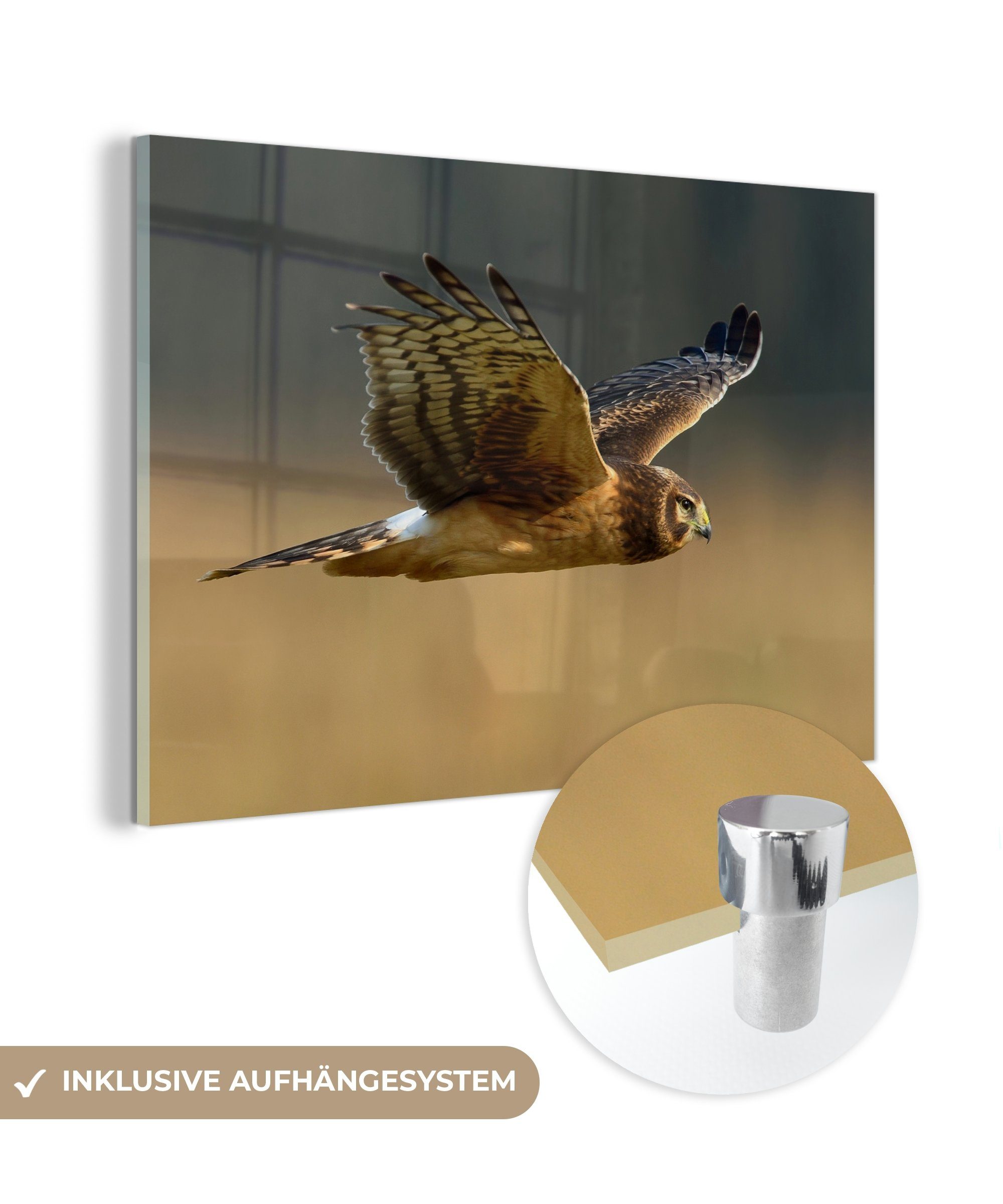 Wohnzimmer Lauwersmeer, Kornweihe MuchoWow St), (1 - Acrylglasbild Acrylglasbilder Fliegen Schlafzimmer & -