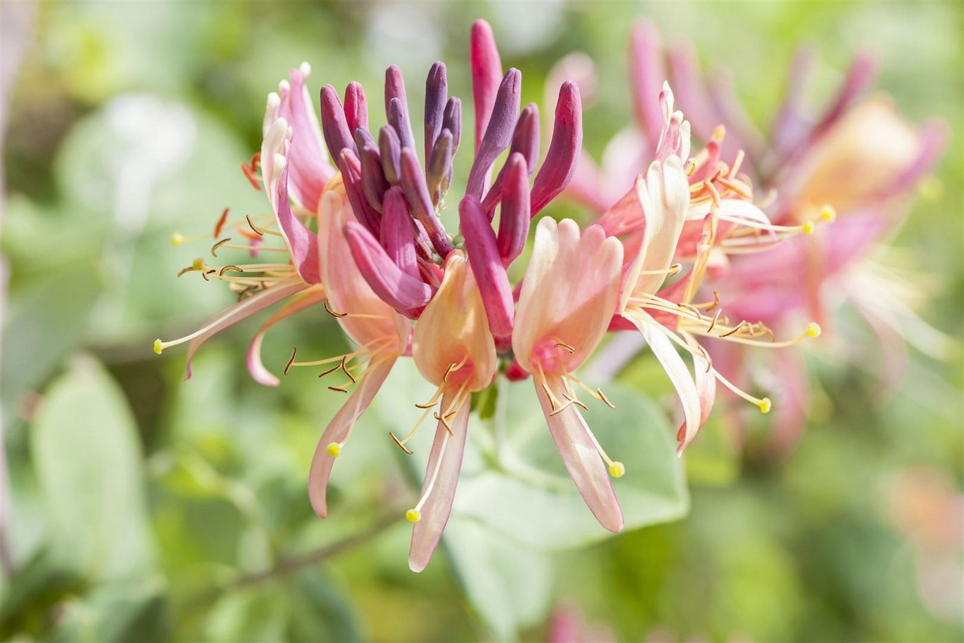 Pflanzen für Dich Kletterpflanze Lonicera caprifolium, 1 St., Geißblatt, Jelängerjelieber, Wohlriechendes Geißblatt, duftend, kletterpflanze