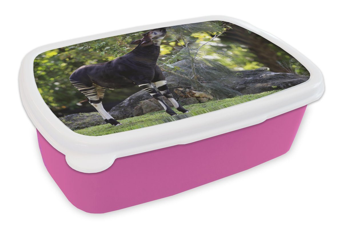 rosa Kunststoff, Brotbox MuchoWow für Blätter Grasland, im Brotdose Kunststoff Okapi frisst Snackbox, Lunchbox (2-tlg), Erwachsene, Mädchen, Kinder,