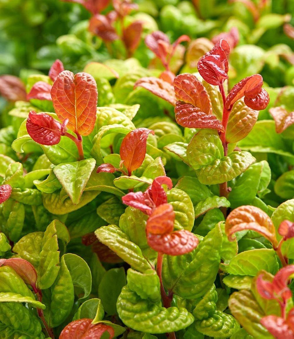 BALDUR Garten Zierstrauch Traubenheide 'Curly Gold®', 2 St., Purpurrote, immergrün, winterhart, mehrjährig, pflegeleicht