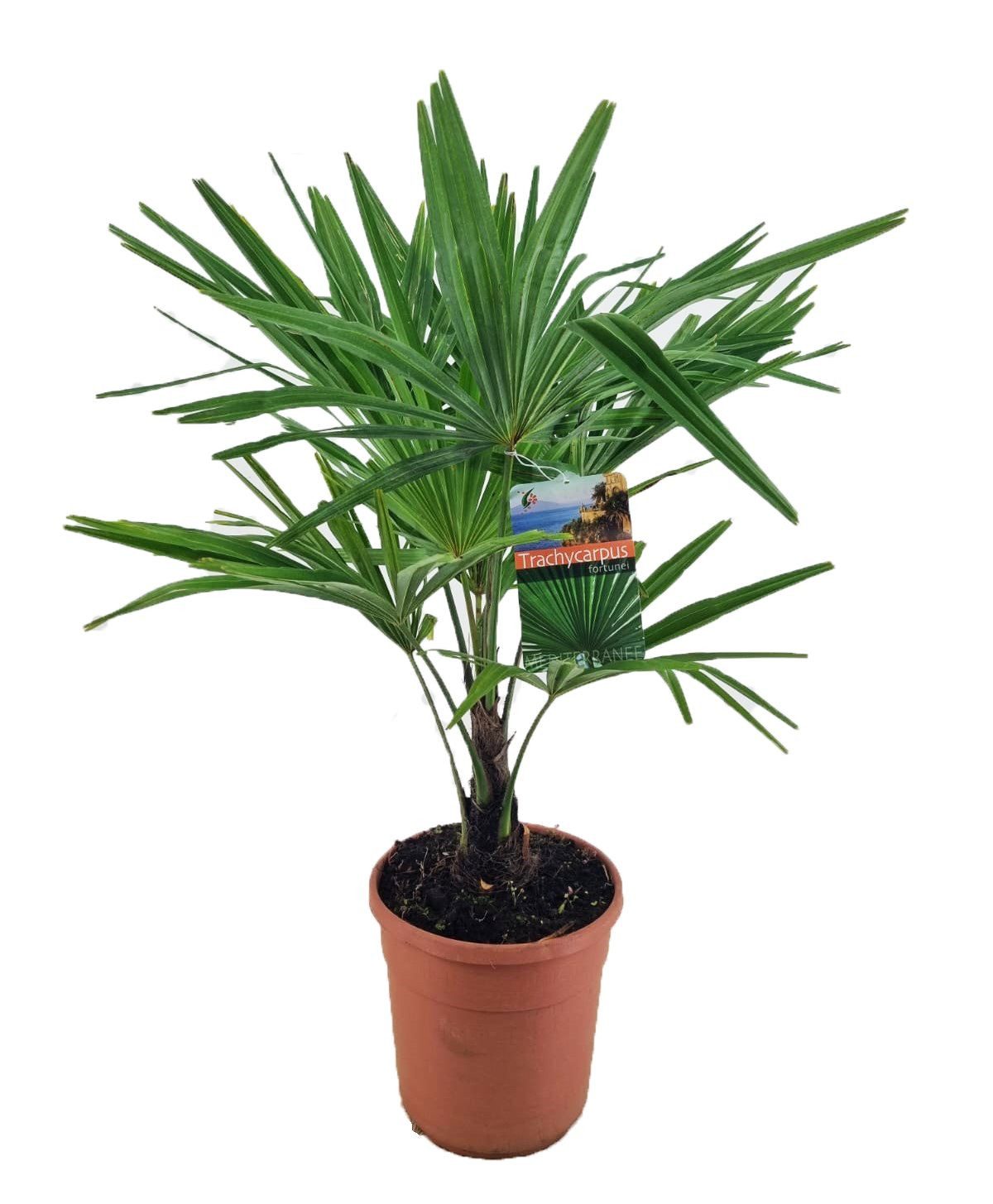 meinvipshop Topfpflanze Trachycarpus fortunei Tessinerpalme 55 cm
