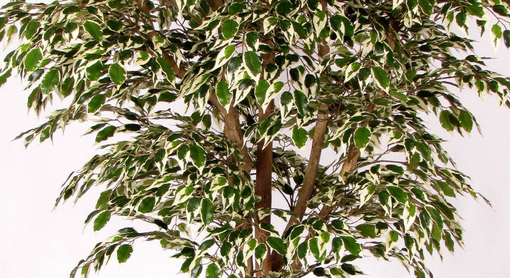 Kunstbaum Deko Ficus Benjamini Linette, Naturstämme, grün-weiß, 150cm Ficus (Ficus benjamini), artplants, Höhe 150.0 cm