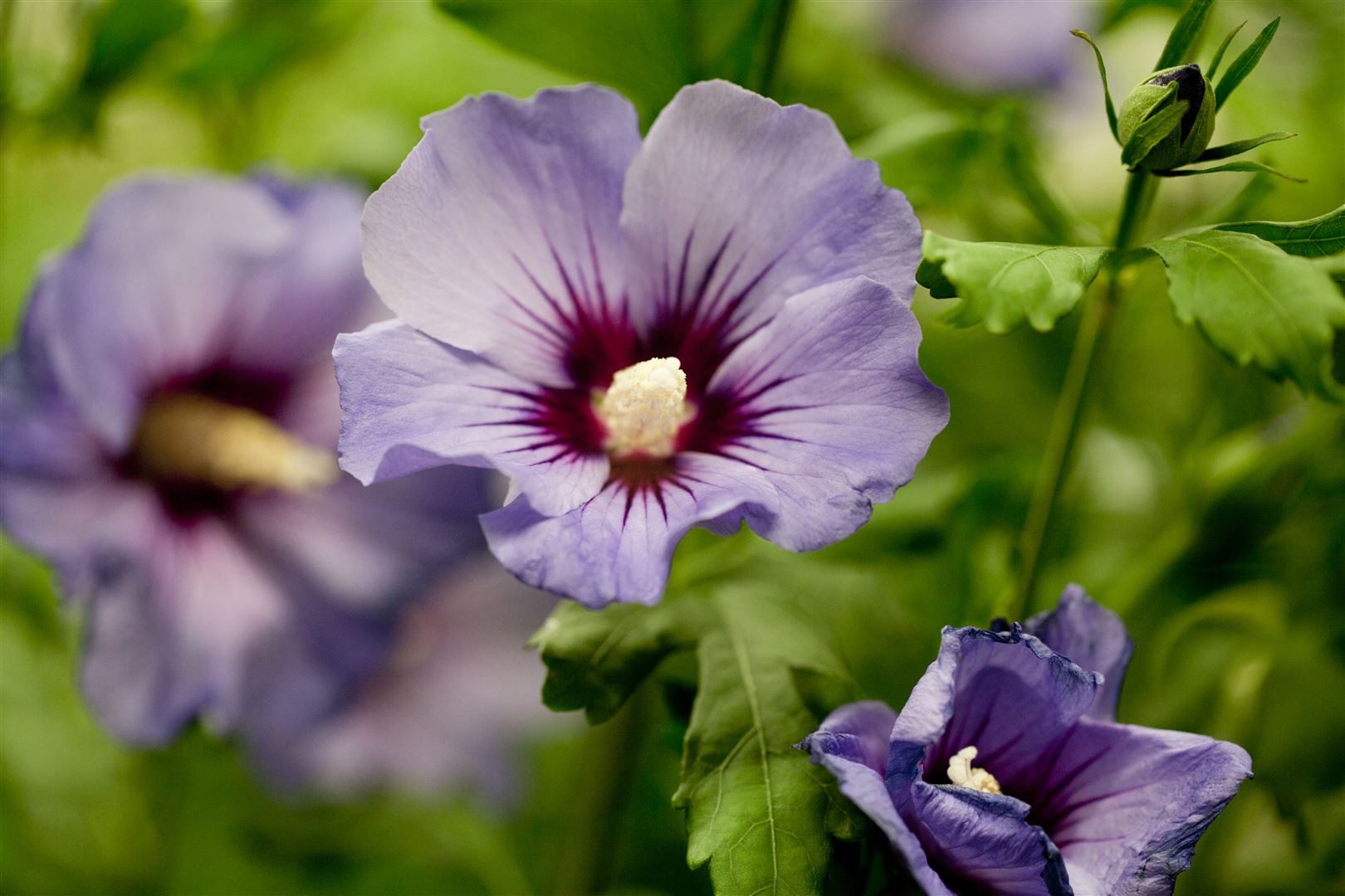 Pflanzen für Dich Gehölze Hibiscus syriacus 'Marina', 1 St., Garteneibisch, Straucheibisch