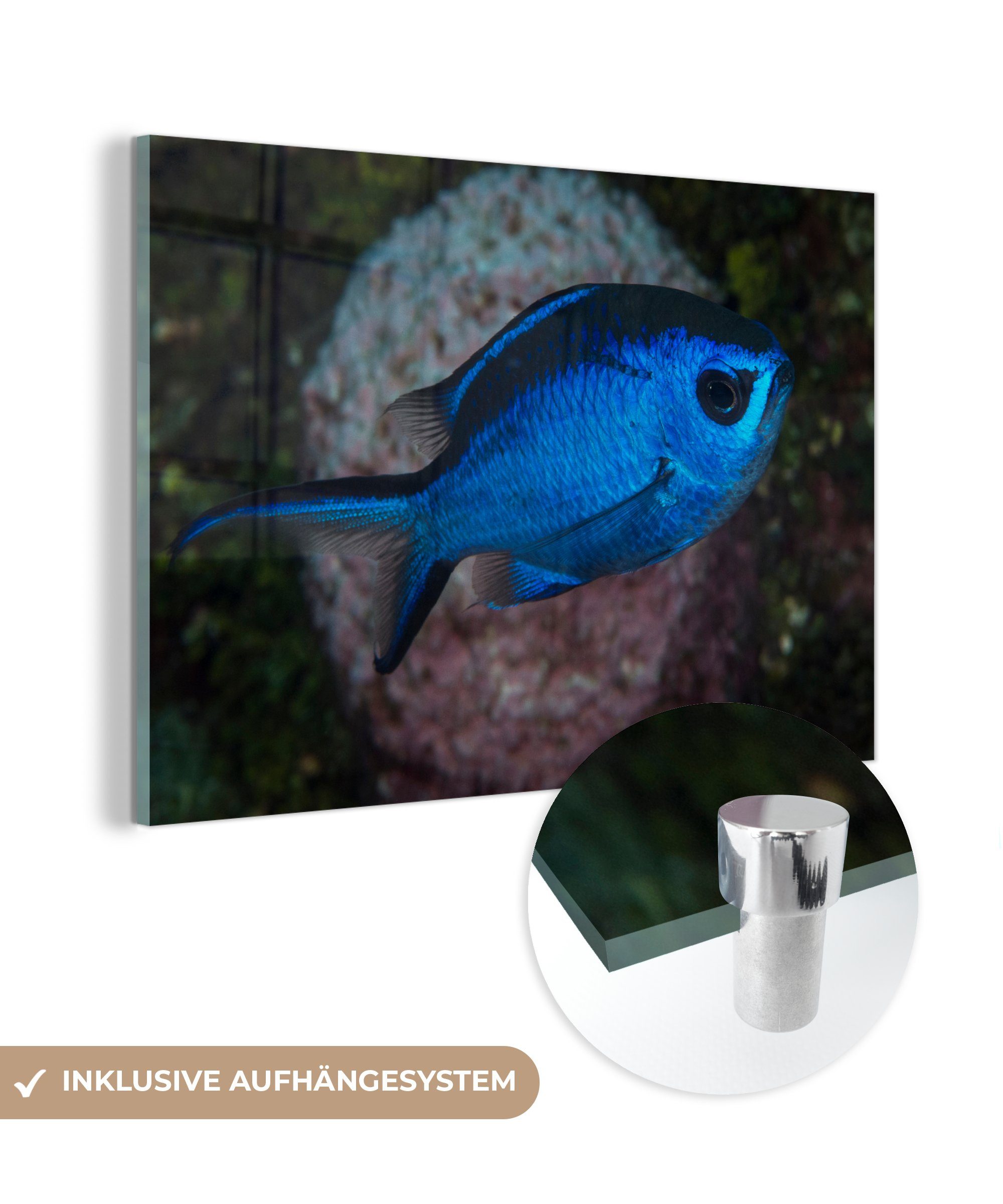 MuchoWow Acrylglasbild Blauer Fisch, (1 St), Acrylglasbilder Wohnzimmer & Schlafzimmer