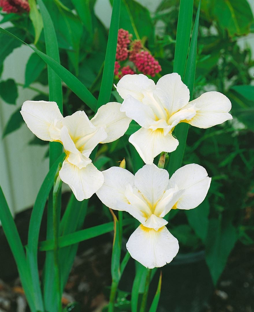 Pflanzen für Dich Staude Iris sibirica White Swirl, 1 St., Sibirische Schwertlilie