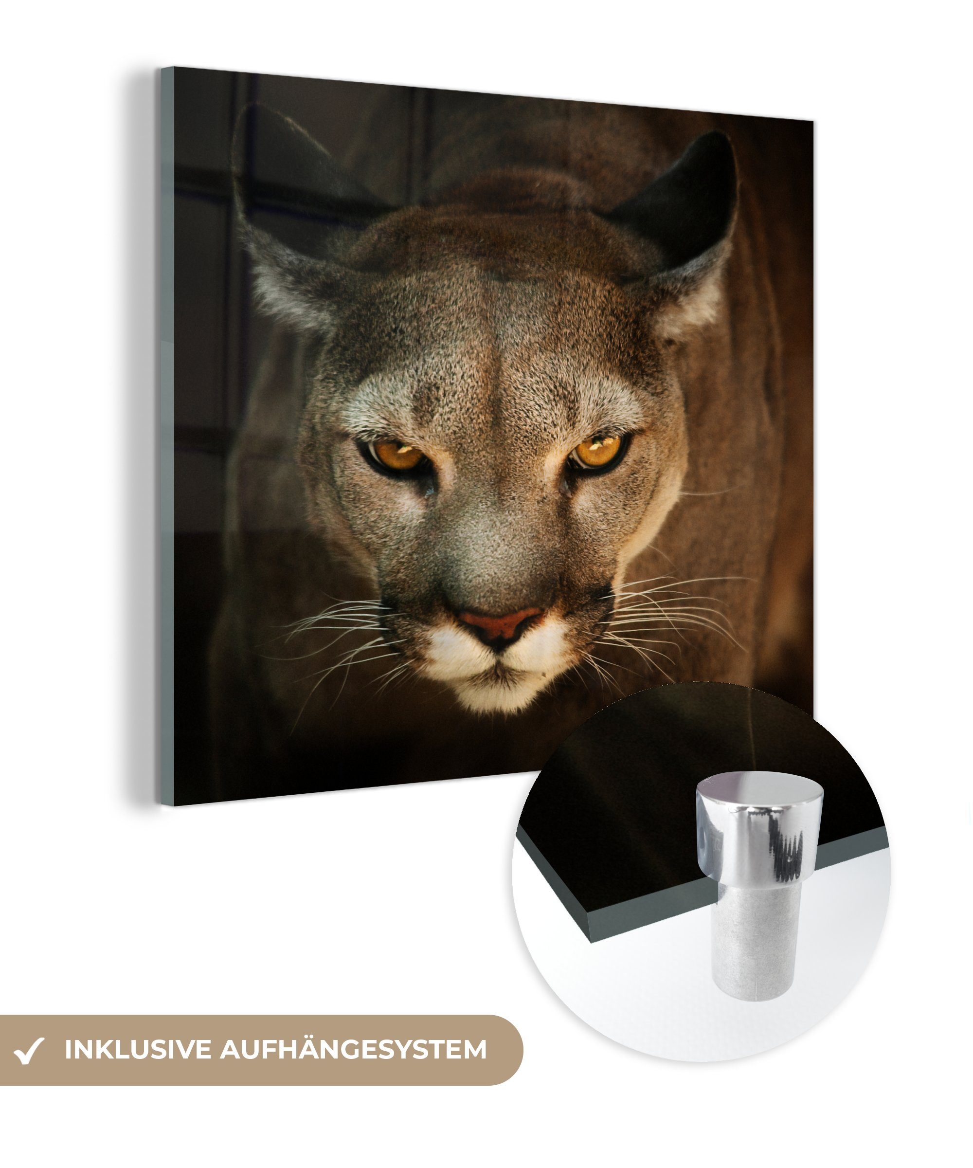 MuchoWow Acrylglasbild Nahaufnahme Puma, (1 St), Glasbilder - Bilder auf Glas Wandbild - Foto auf Glas - Wanddekoration