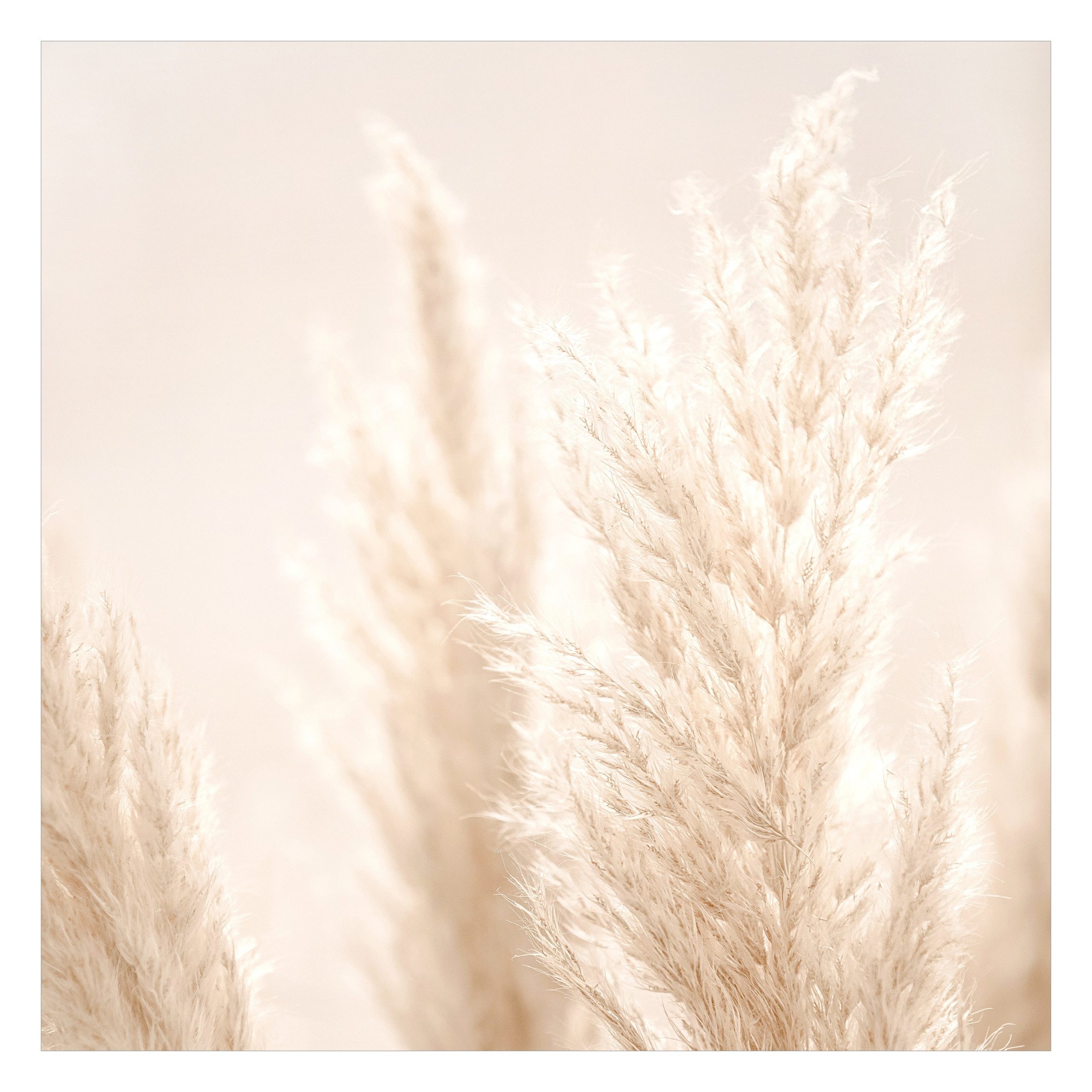 Bilderdepot24 Fototapete Blumen Pampasgras Sonnenlicht Blumentapete Floral Natur Modern Kunst, Glatt, Matt, (Vliestapete inkl. Kleister oder selbstklebend), Wohnzimmer Schlafzimmer Küche Flur Motivtapete Vliestapete Wandtapete
