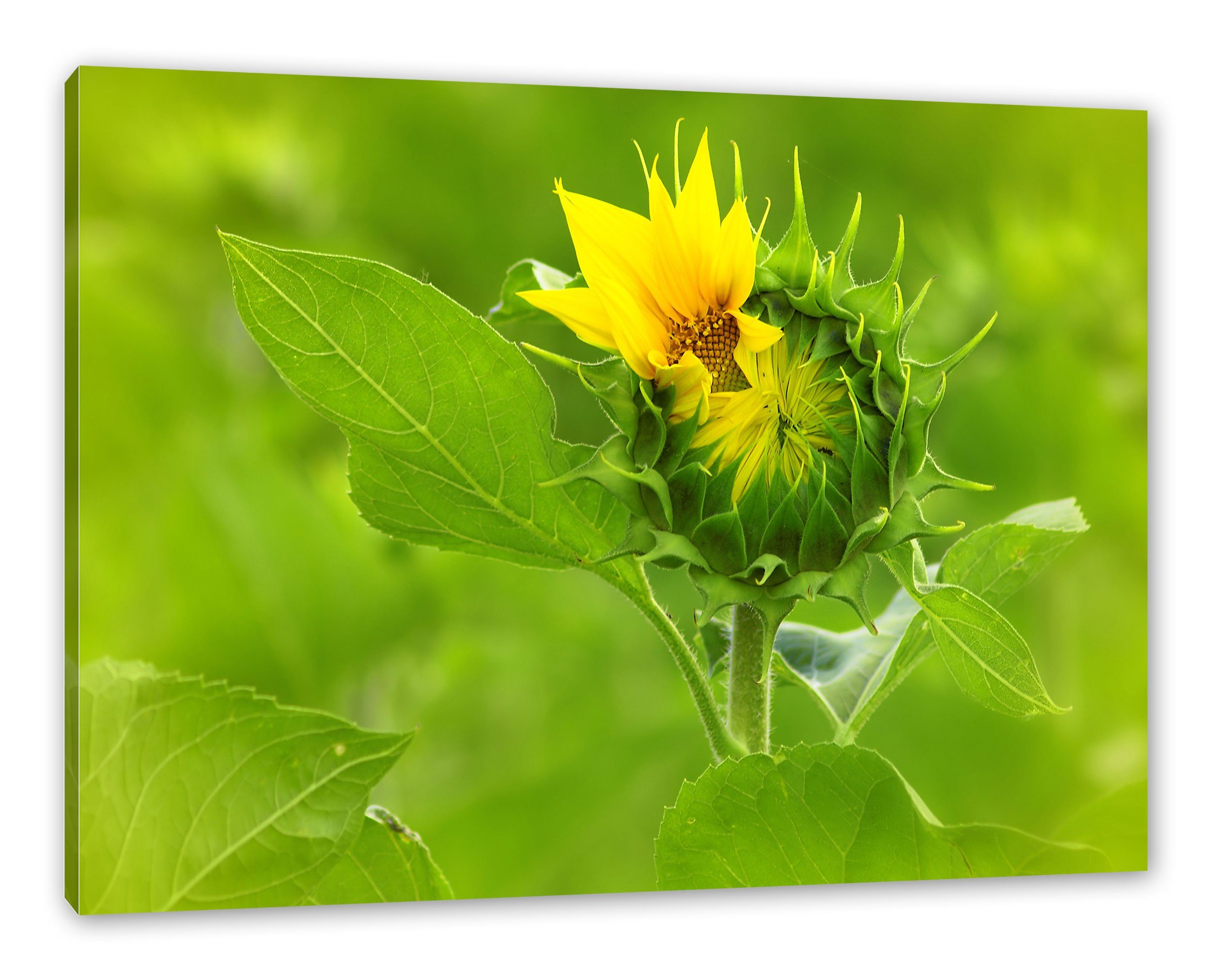 Pixxprint Leinwandbild Aufblühende Sonnenblume, Aufblühende Sonnenblume (1 St), Leinwandbild fertig bespannt, inkl. Zackenaufhänger