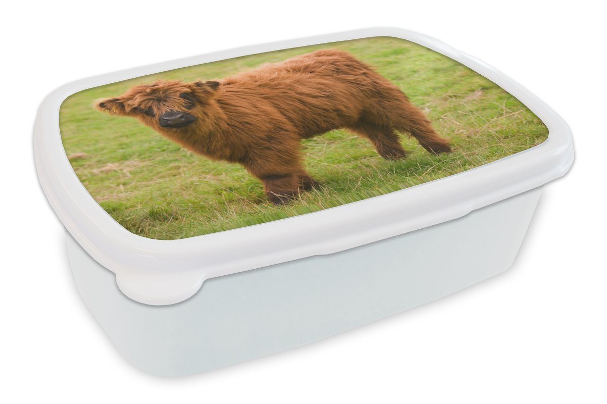 MuchoWow Lunchbox Schottischer Highlander - Leicht - Mantel, Kunststoff, (2-tlg), Brotbox für Kinder und Erwachsene, Brotdose, für Jungs und Mädchen weiß