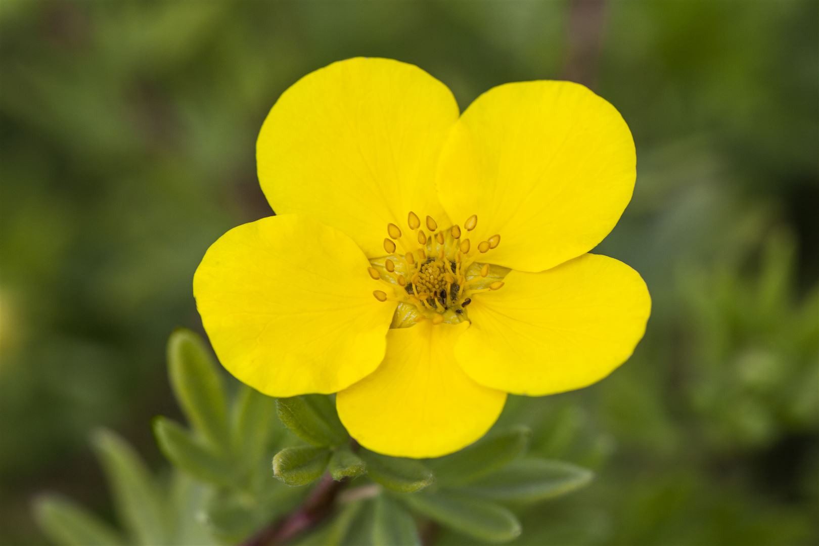 Pflanzen für Dich Почвопокровные растения Potentilla 'gelb', 1 St., Fingerstrauch, Fünffingerstrauch, gelbblühend, kompaktwuchs