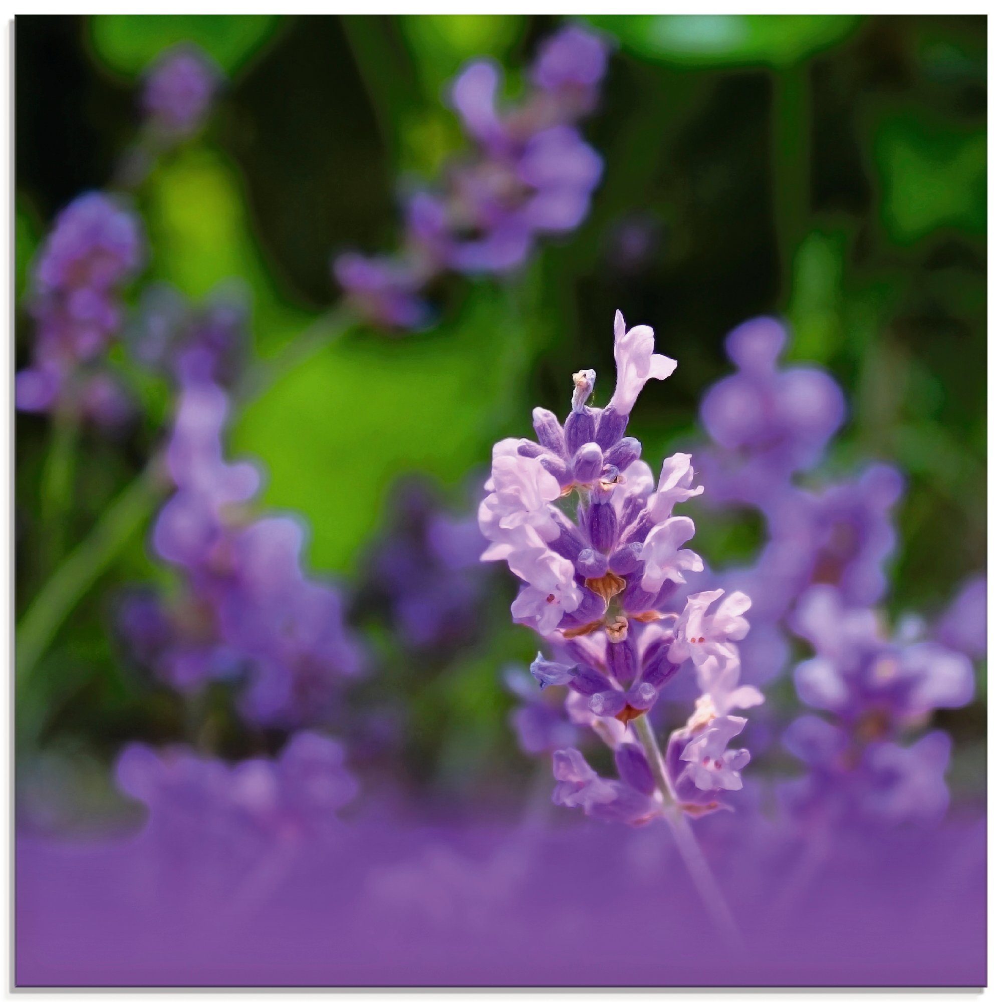 Lavendel, St), Größen Blumen in (1 Glasbild Artland verschiedenen