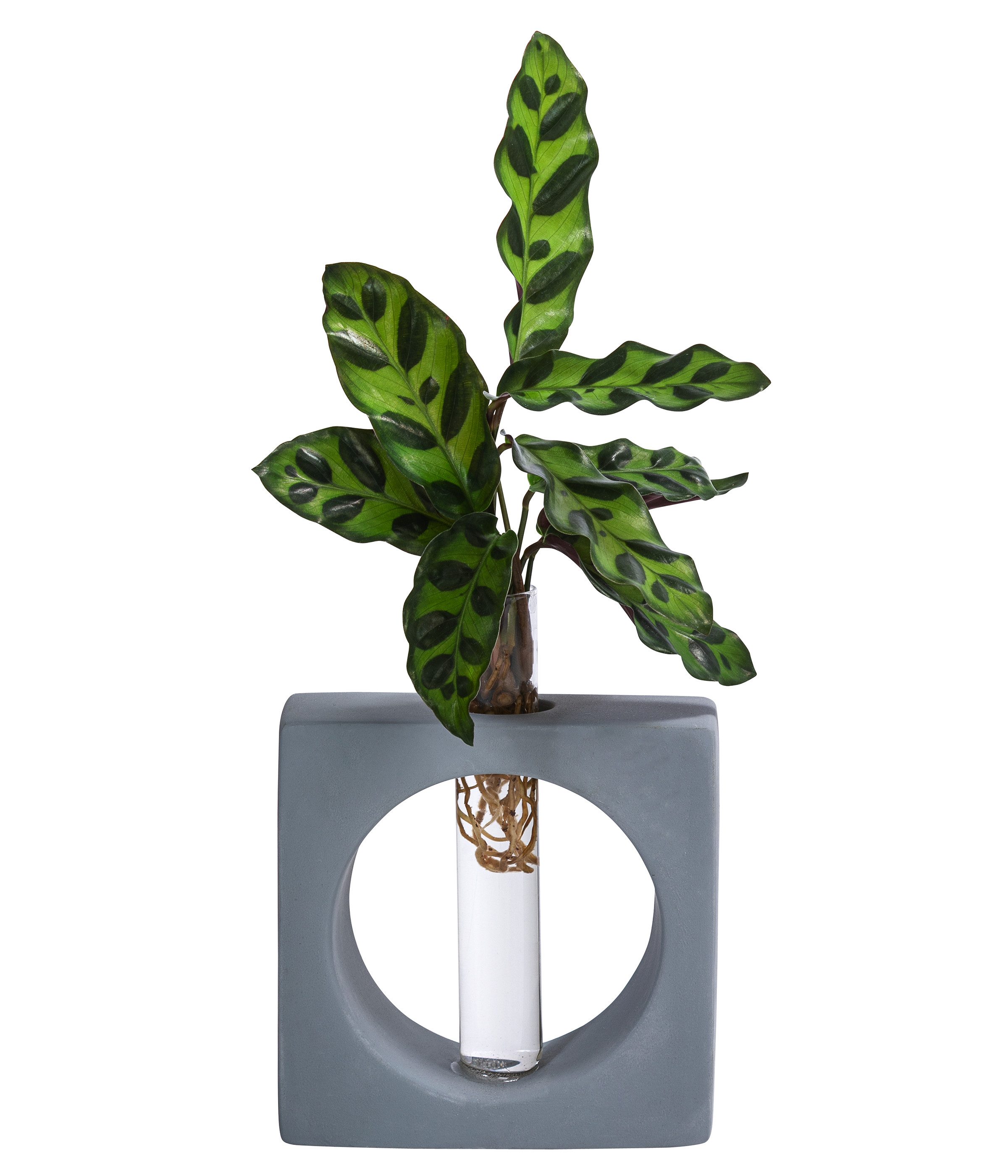 Dehner Zimmerpflanze Waterplant Korbmarante Manilla, Calathea insigne, Ø 2 cm x 20 cm, Wasserpflanze im Reagenzglas