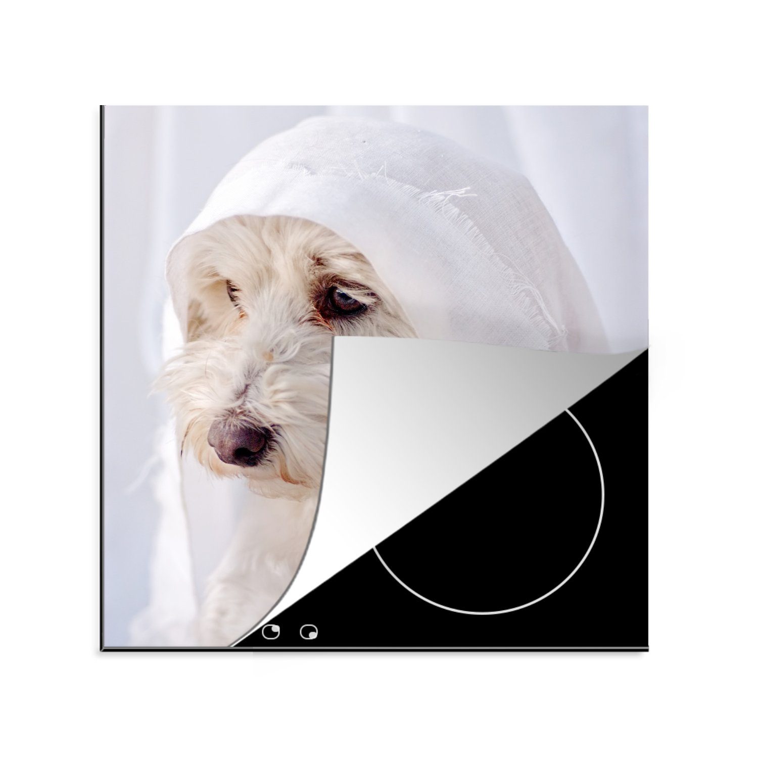 MuchoWow 78x78 weißer Vinyl, küche cm, Ceranfeldabdeckung, schaut Malteserhund (1 Arbeitsplatte Ein aus tlg), Herdblende-/Abdeckplatte für dem Fenster,