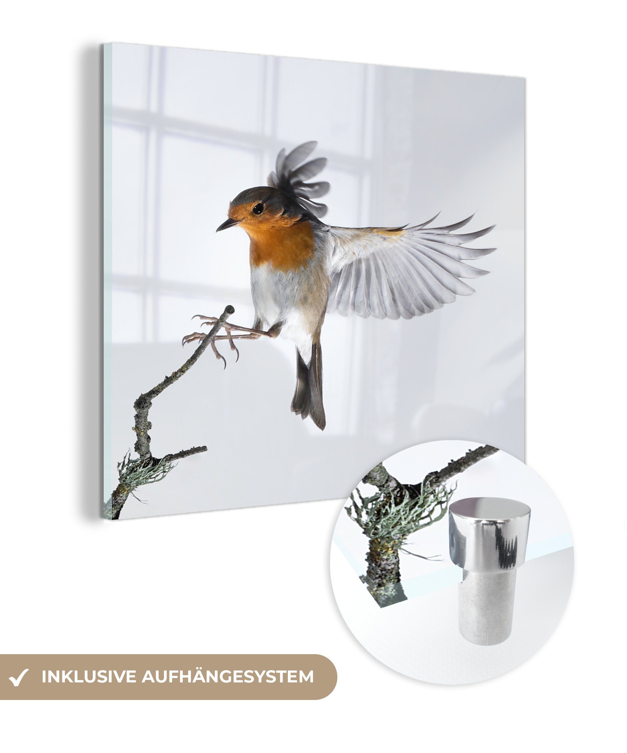 - - Glasbilder Bilder - Foto Glas Wanddekoration MuchoWow auf Wandbild auf Acrylglasbild St), (1 Vogel, Glas Nahaufnahme
