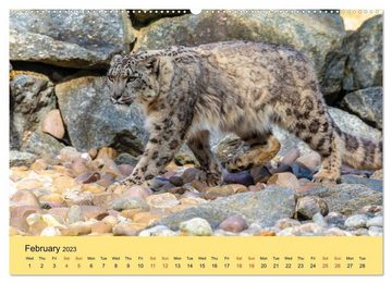 CALVENDO Wandkalender Just Big Cats (Premium-Calendar 2023 DIN A2 Landscape)