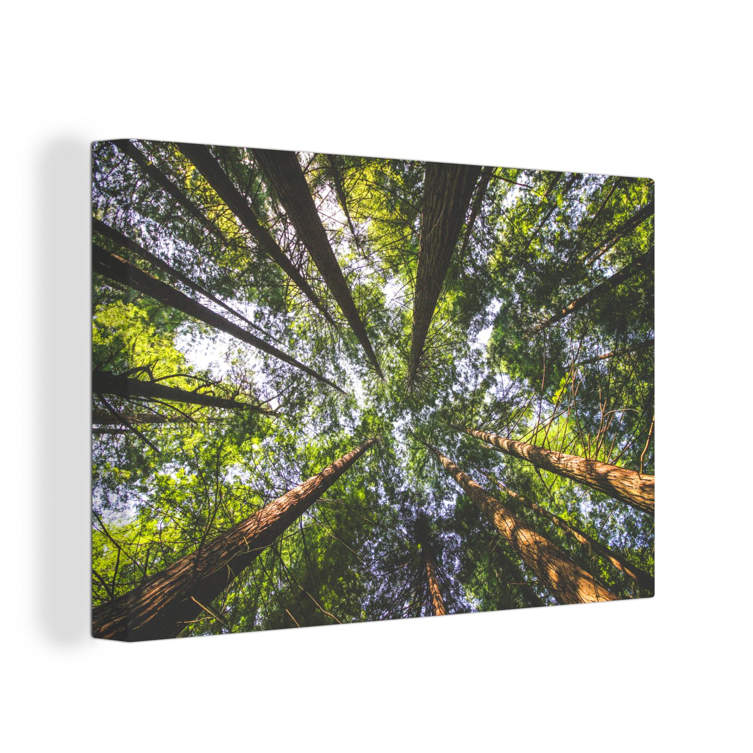OneMillionCanvasses® Leinwandbild Ansicht der Mammutbäume von unten, (1 St), Wandbild Leinwandbilder, Aufhängefertig, Wanddeko, 30x20 cm