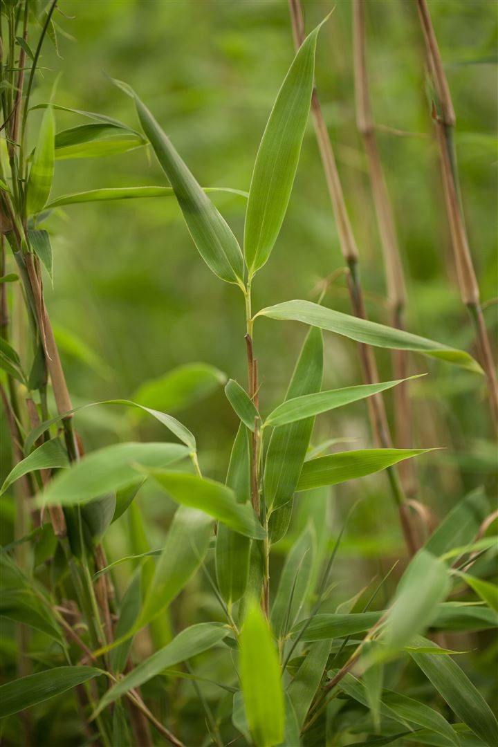 Pflanzen für Dich Hecken Fargesia mur. Superjumbo, 1 St., Gartenbambus, Schirmbambus, dichtwachsend, winterhart
