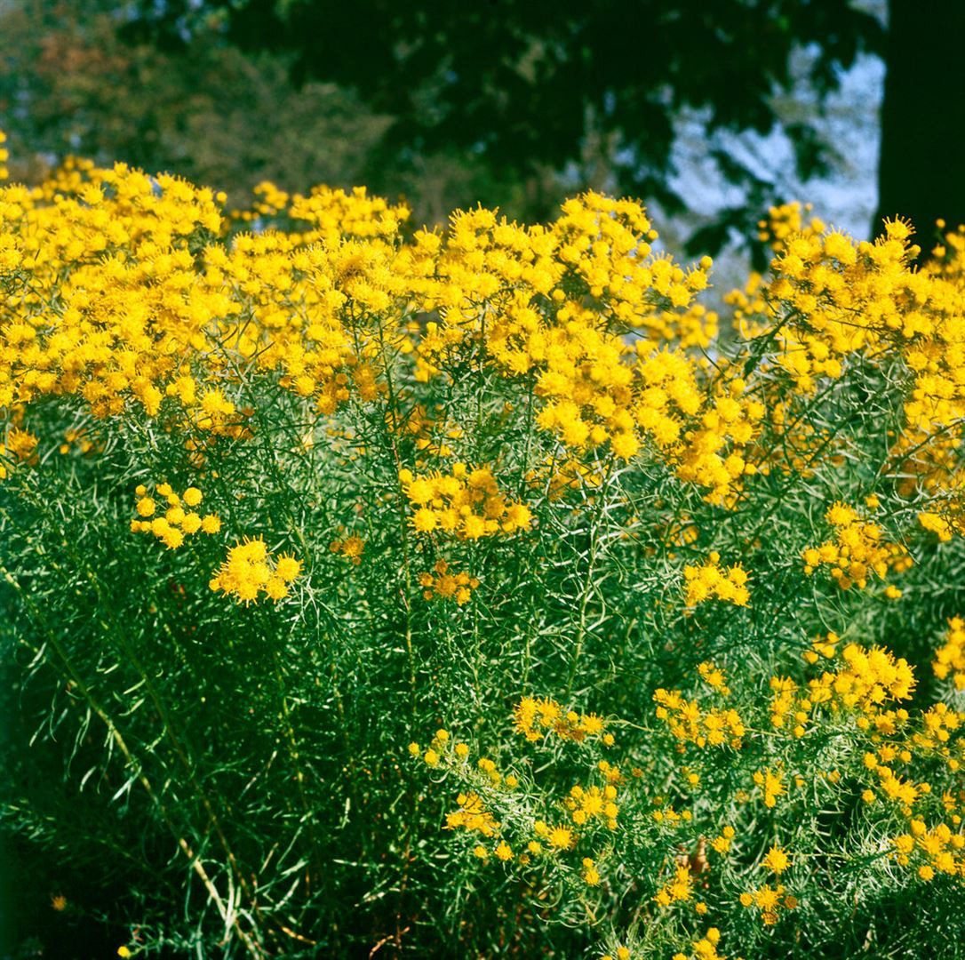 Pflanzen für Dich Staude Aster linosyris, 1 St., Goldhaar-Aster, Goldschopf-Aster, Goldbart-Aster