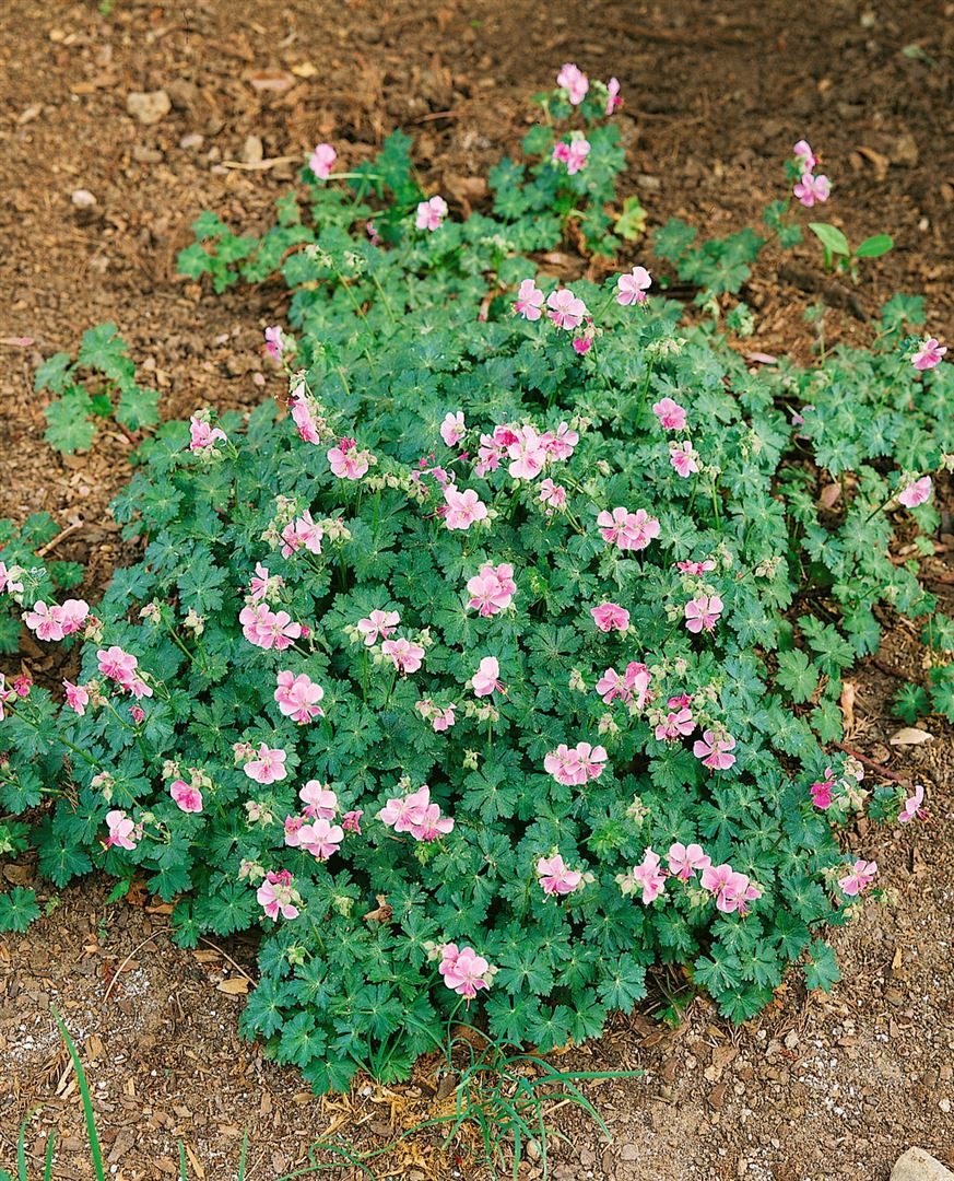 Pflanzen für Dich Staude Geranium cantabrigiense Biokovo, 1 St., Cambridge-Storchschnabel, Biokovo-Storchschnabel