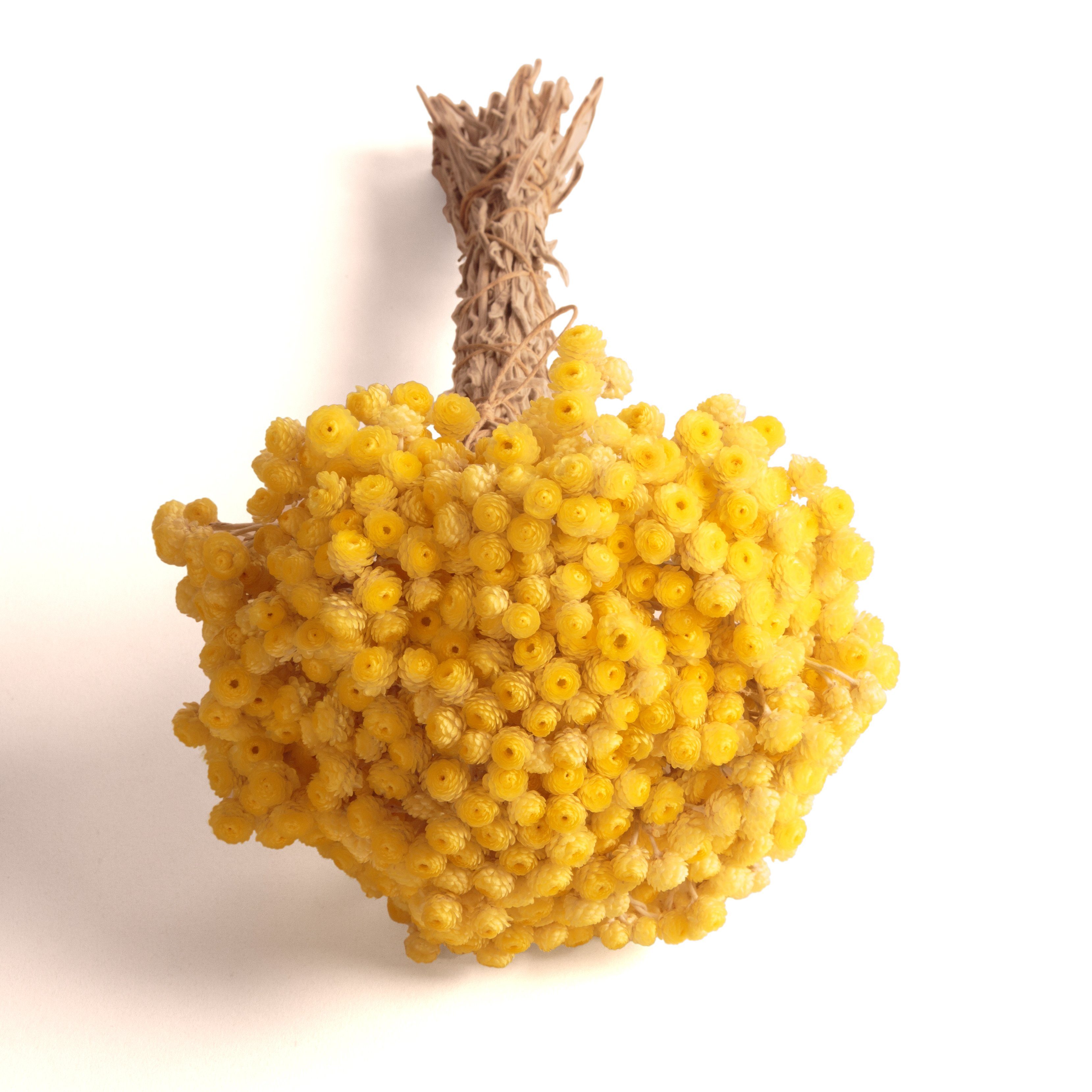 Trockenblume Immortelle getrocknet Gelb Trockenblumen Blumenstrauß Immortelle, ROSEMARIE SCHULZ Heidelberg, Höhe 30 cm, 30 cm lang - 15-20 Stiele, Made in Germany