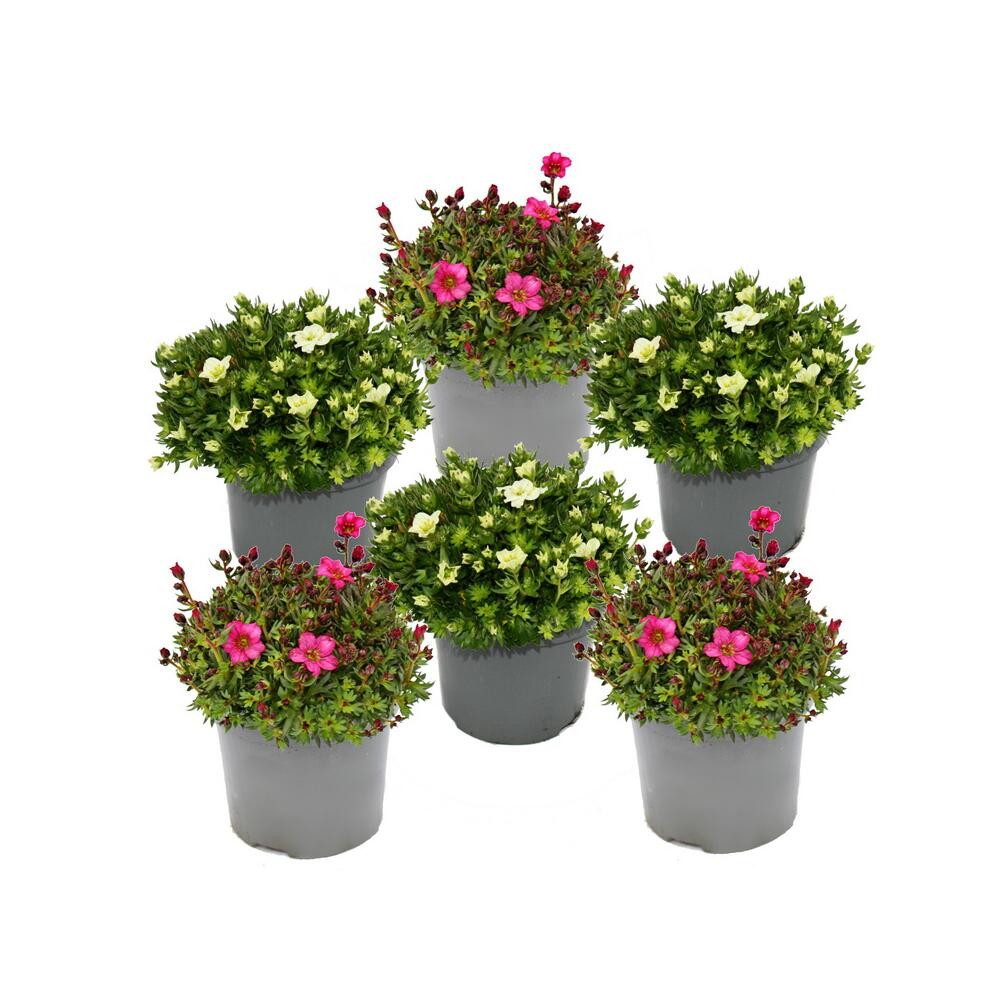 Exotenherz Balkonpflanze Moos-Steinbrech Saxifraga arendsii rot+weiss blühend - 12cm 6er Set