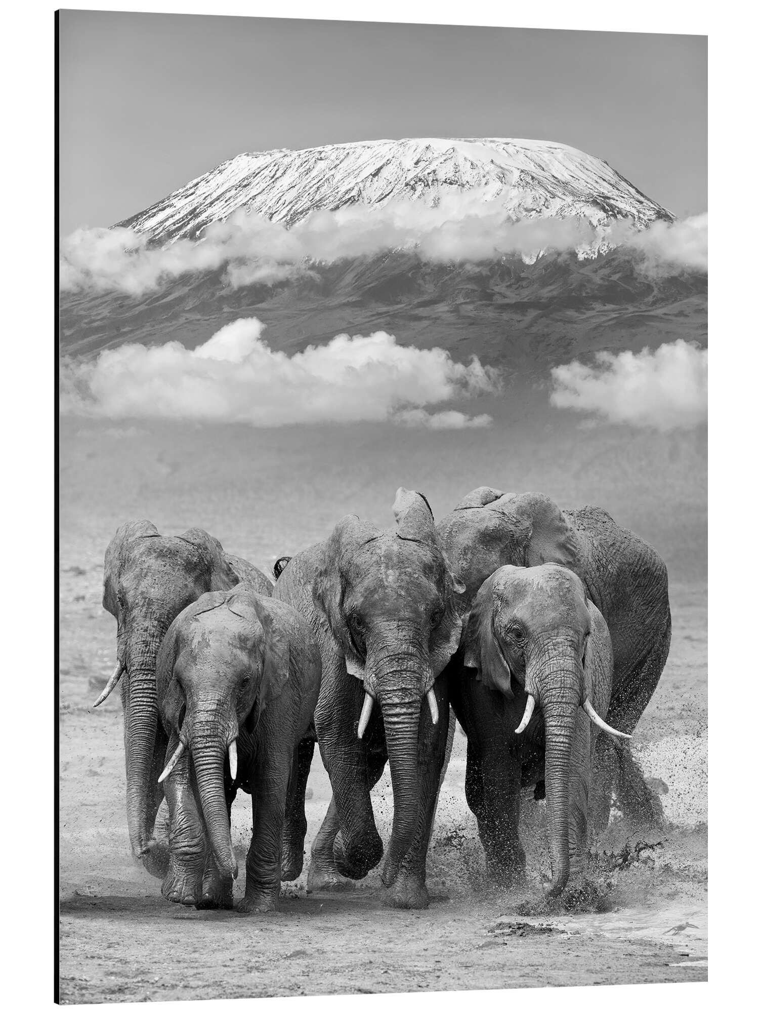 Posterlounge Alu-Dibond-Druck Editors Choice, Elefantenherde vorm Kilimandscharo, Fotografie