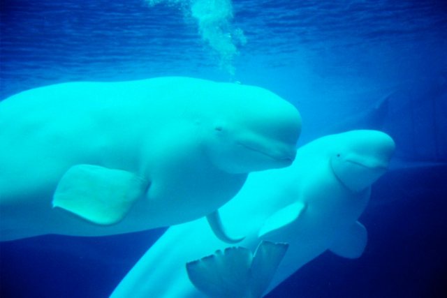 Papermoon Fototapete »Beluga Whales«, glatt-Otto