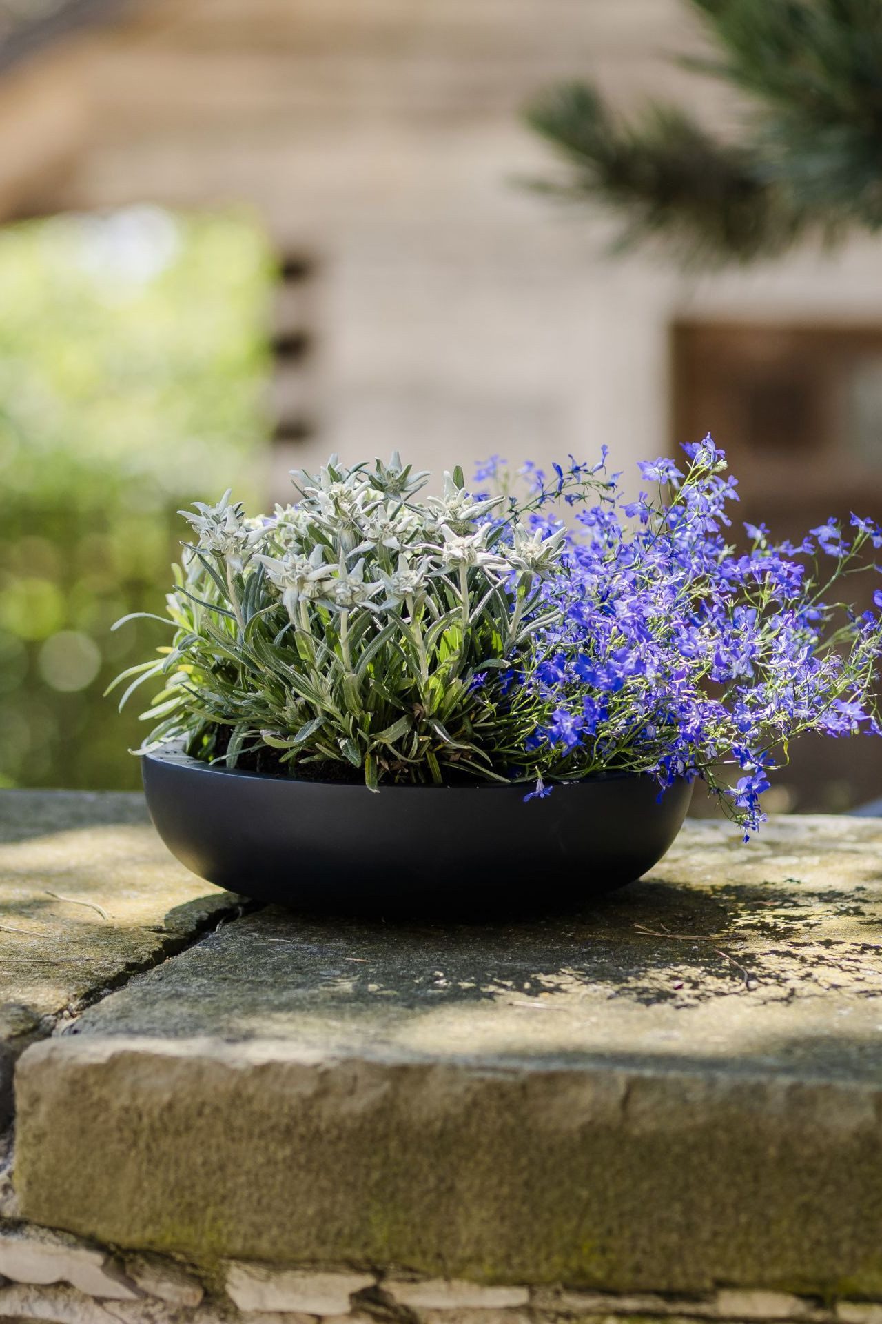 VIVANNO Pflanzschale Fiberglas PLANA Schale - Anthrazit Matt (1 St), 34x9 cm