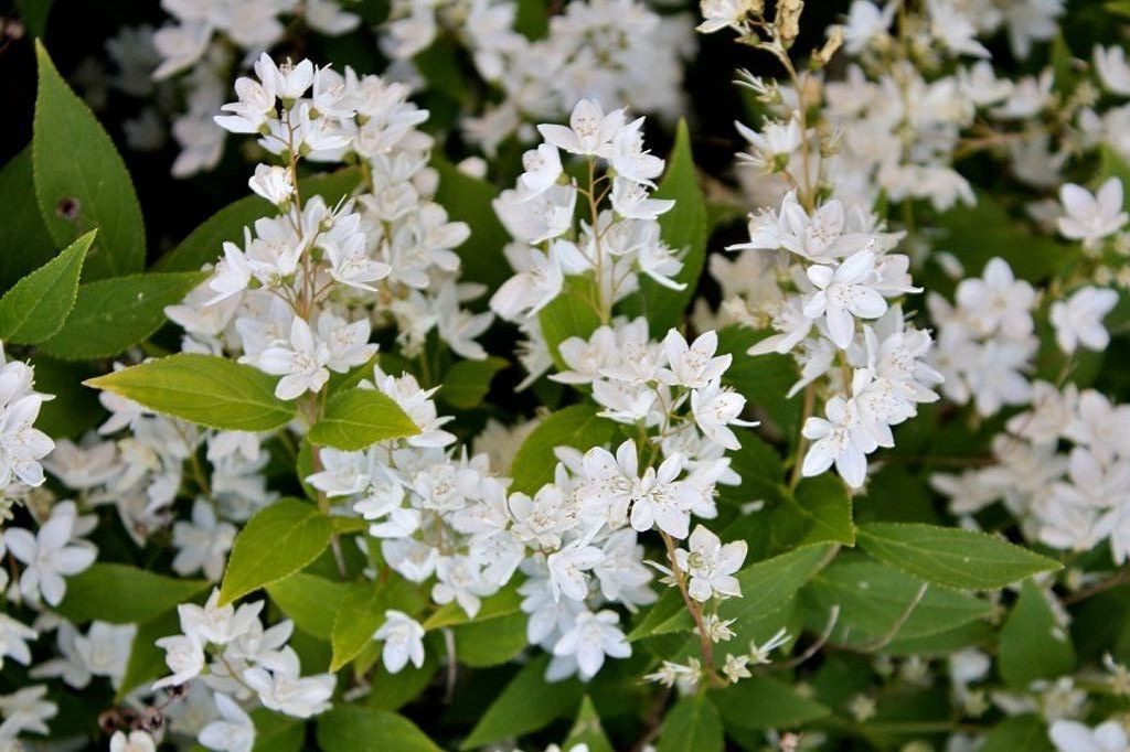 Garten von Ehren Zierstrauch Deutzia gracilis Containerware 30-40 cm hoch