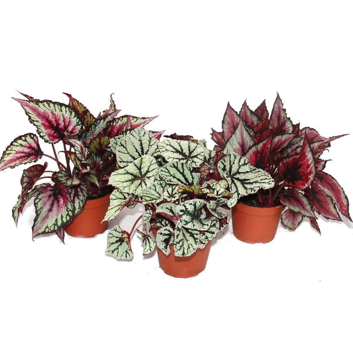 Exotenherz Zimmerpflanze Blattbegonien-Mix "Botanica" - 3 Pflanzen - 12cm Topf