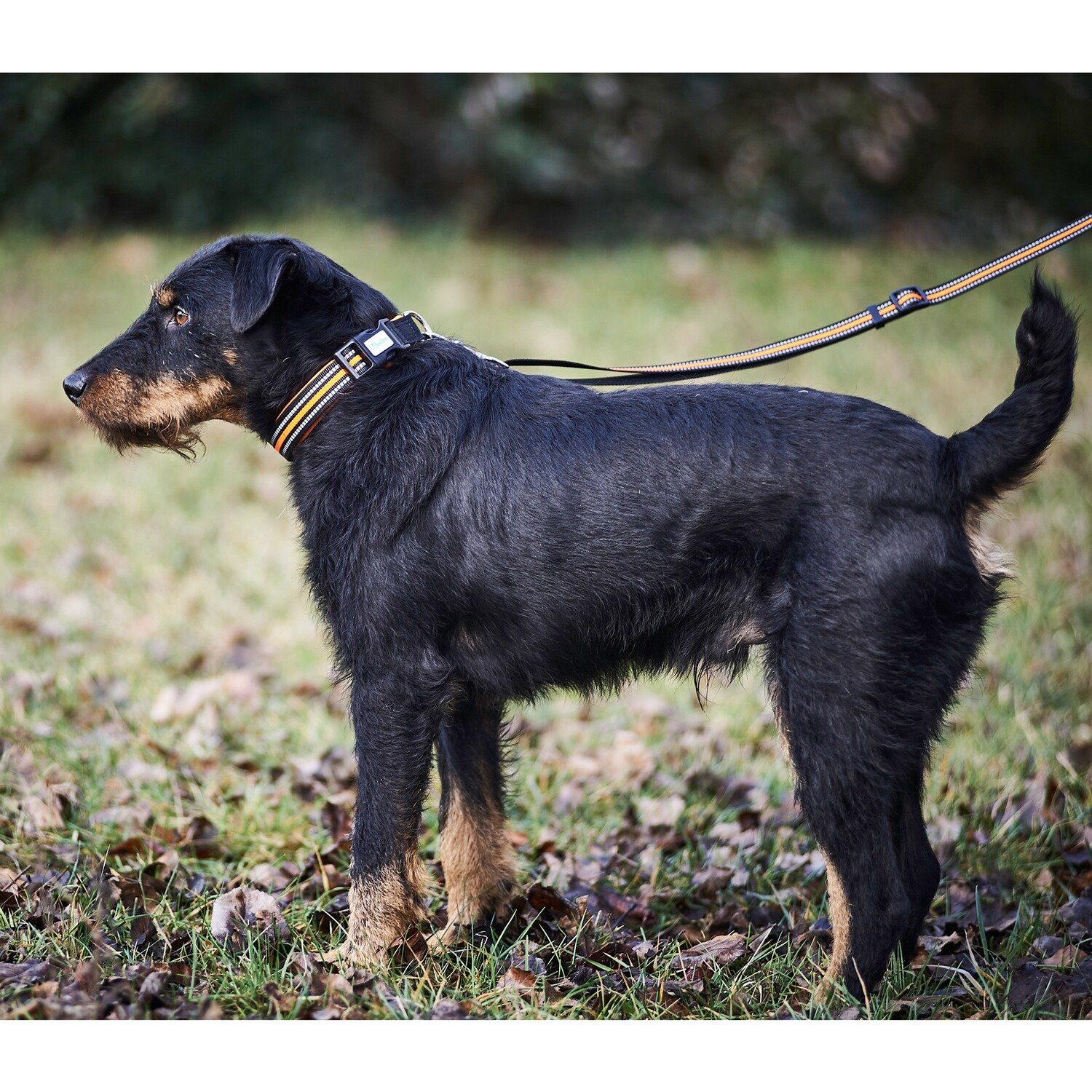 HEIM Hunde-Halsband Halsung Signal