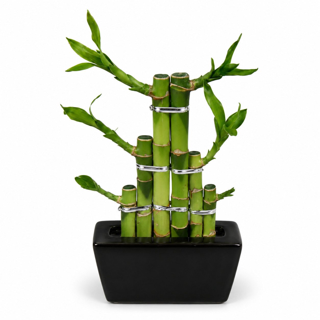 Exotenherz Zimmerpflanze Lucky Bamboo modernes Arrangement in eckiger Schale 3 Ebenen schwarz