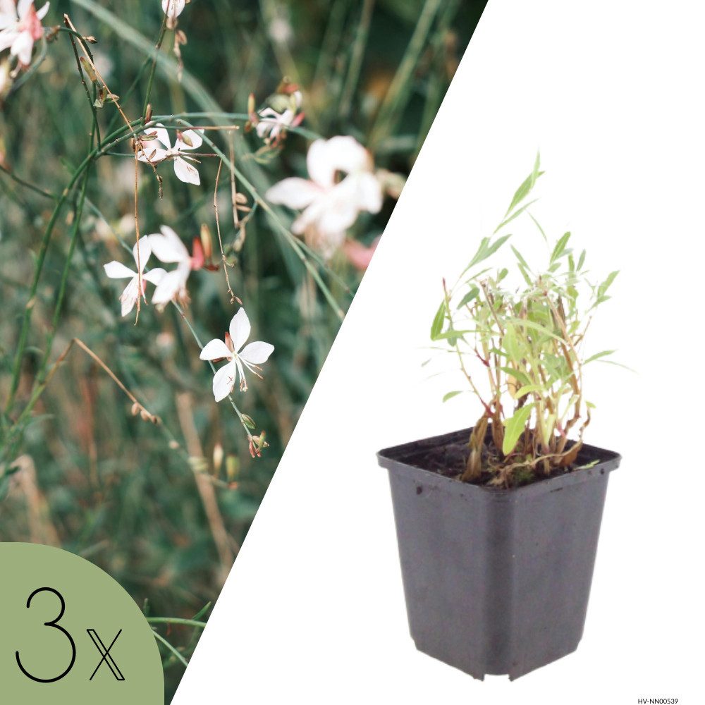 NatureNest Kübelpflanzen Prachtkerze, Set 3 Pflanzen, Gaura lindheimeri, für Beet und Topf
