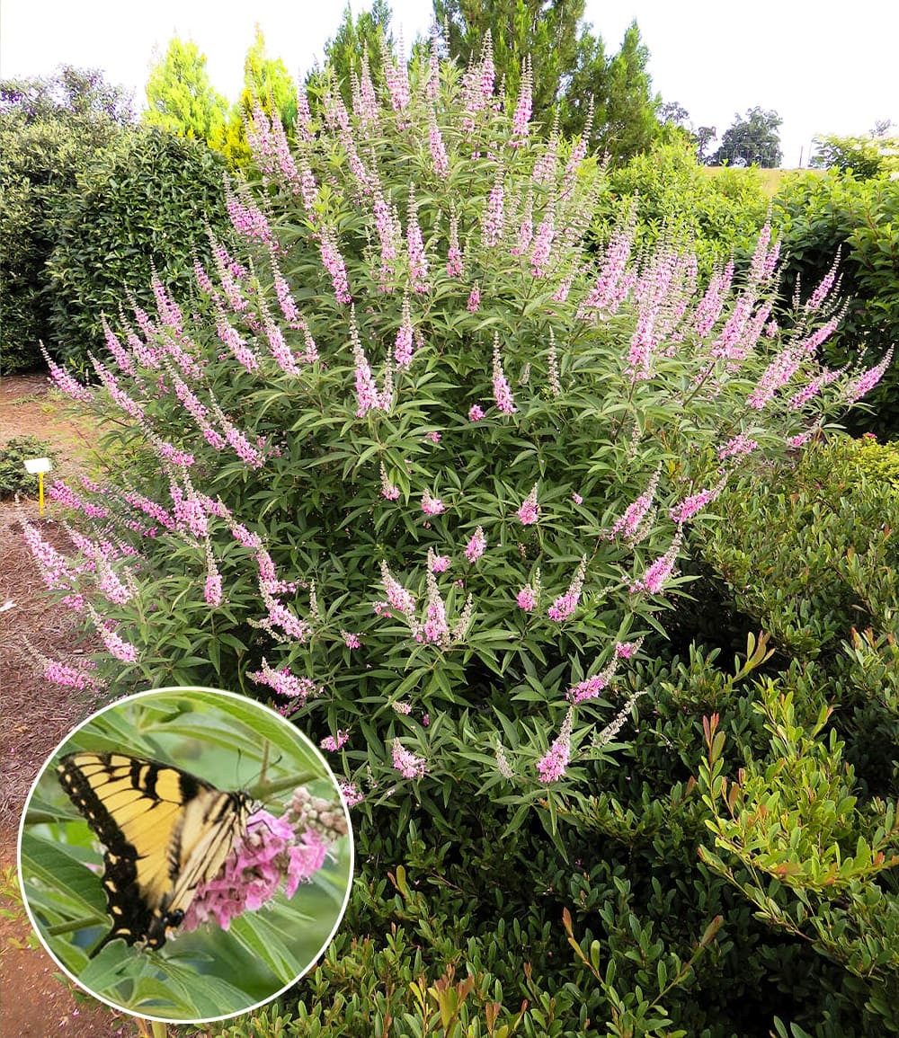 BALDUR Garten Zierstrauch Mönchspfeffer 'Galactic Pink®', 1 St., Trockenheitsverträglich,winterhart, lange Blütezeit