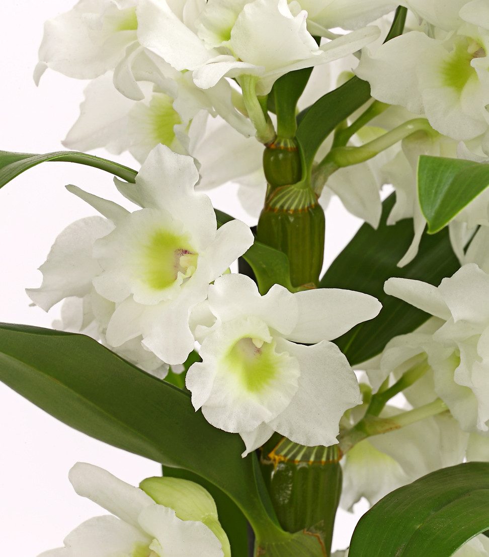 Dehner Zimmerpflanze Traubenorchidee, Dendrobium nobile, ca. 40-50 cm, vers günstig online kaufen