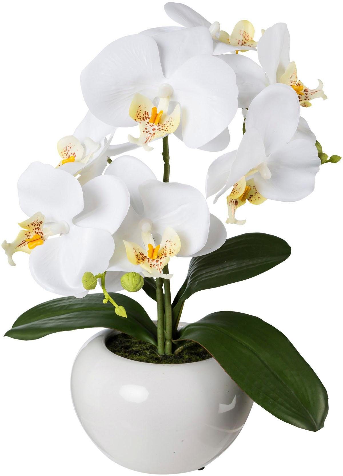 Kunstpflanze Orchidee, Creativ green, Höhe 35 cm, 2er Set günstig online kaufen