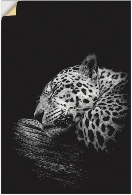 Artland Wandbild »Der schlafende Jaguar«, Wildtiere (1 Stück), in vielen Größen & Produktarten - Alubild / Outdoorbild für den Außenbereich, Leinwandbild, Poster, Wandaufkleber / Wandtattoo auch für Badezimmer geeignet-Otto