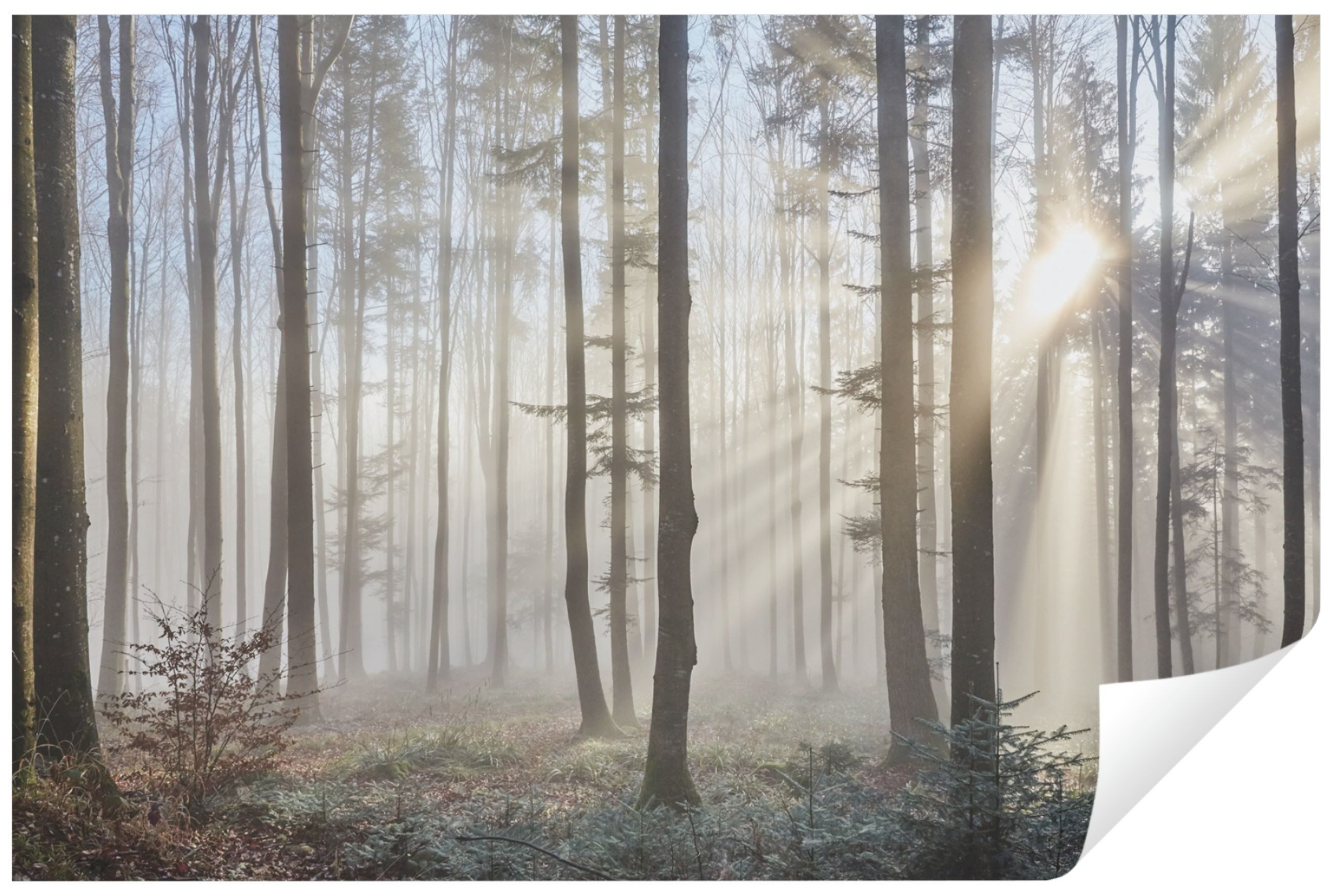 Wallarena Fototapete Wald im Nebel Natur Sonne Baum Wohnzimmer Schlafzimmer günstig online kaufen